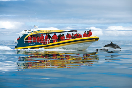 Tourists onboard a boat piloting along the ocean as a dolphin follows, leaping out of the water.