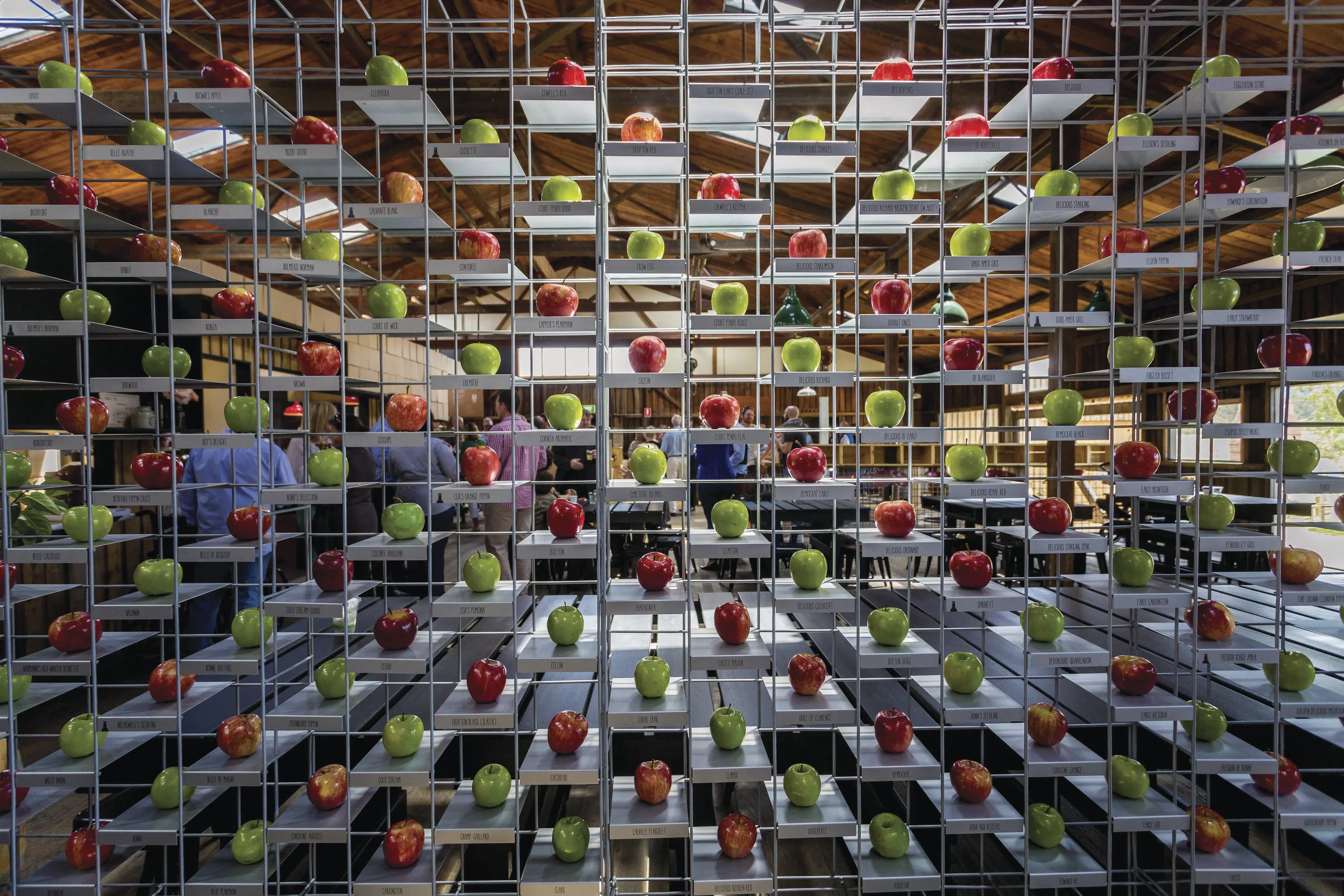 Spectacular image of a unique wall case of red and green apples taken within the Willie Smiths Organic Apple Cider.