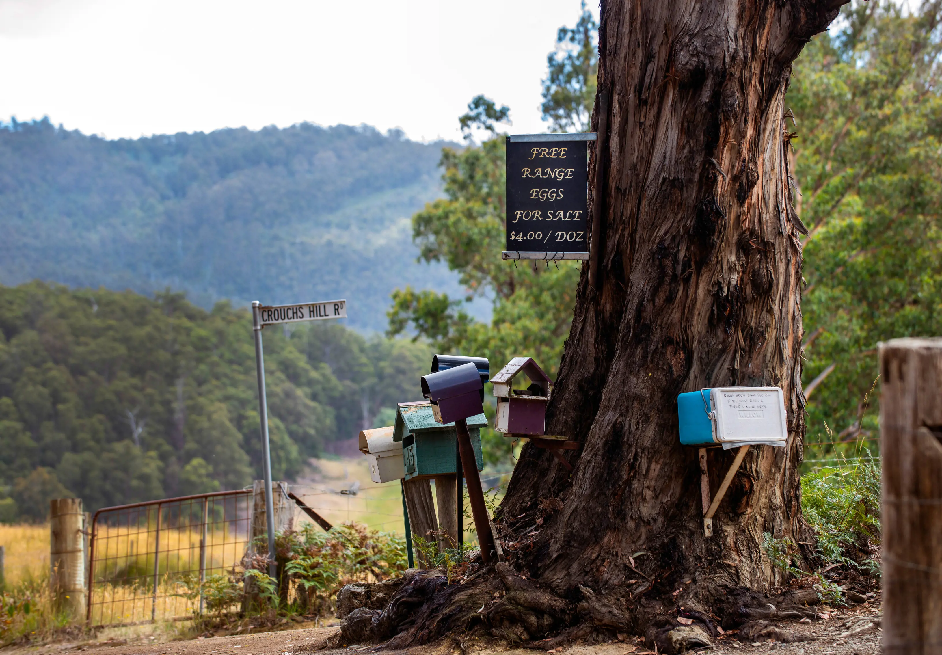 Letterboxes by a large tree at the Roadside stall, Lucaston.