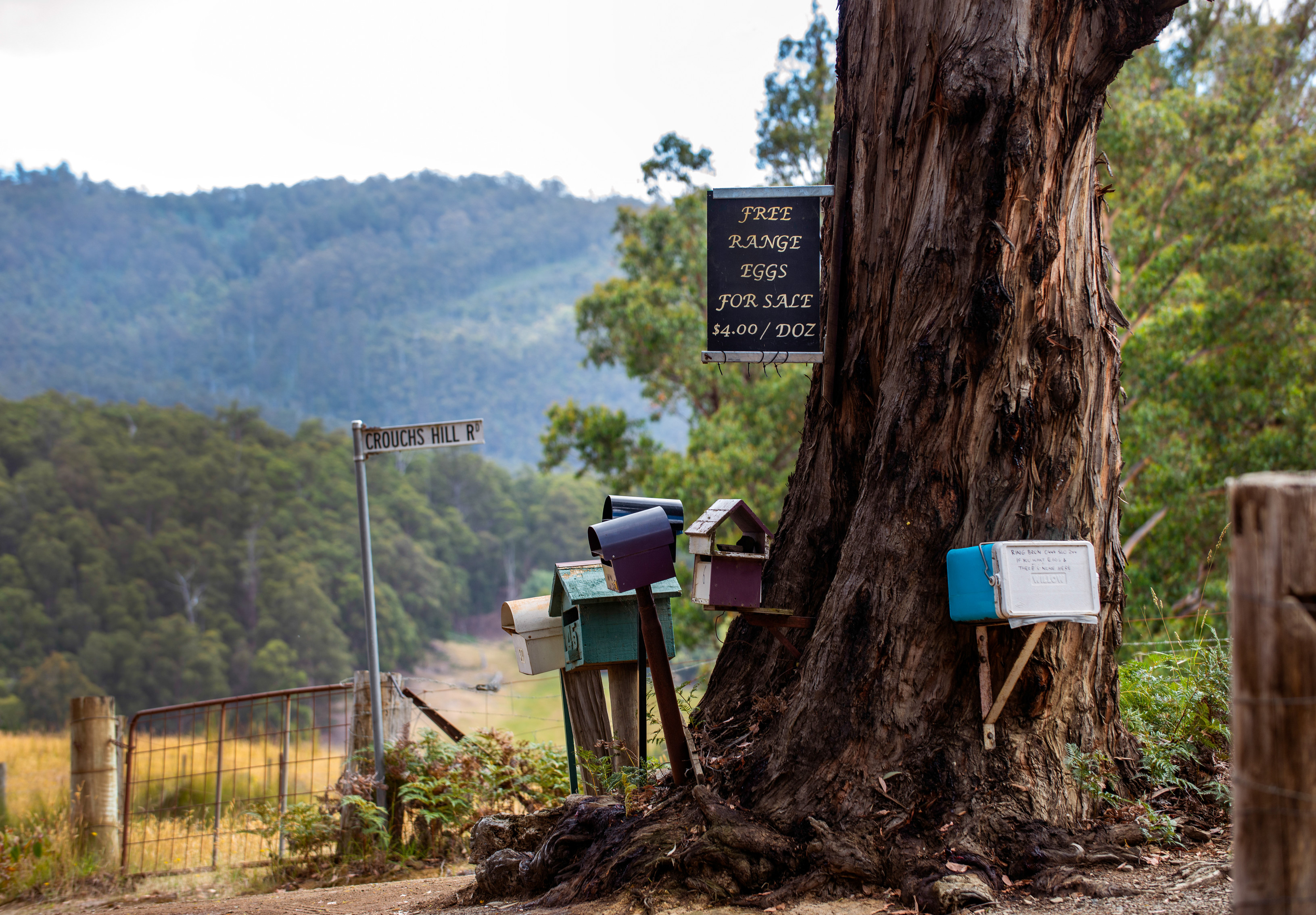 Letterboxes by a large tree at the Roadside stall, Lucaston.