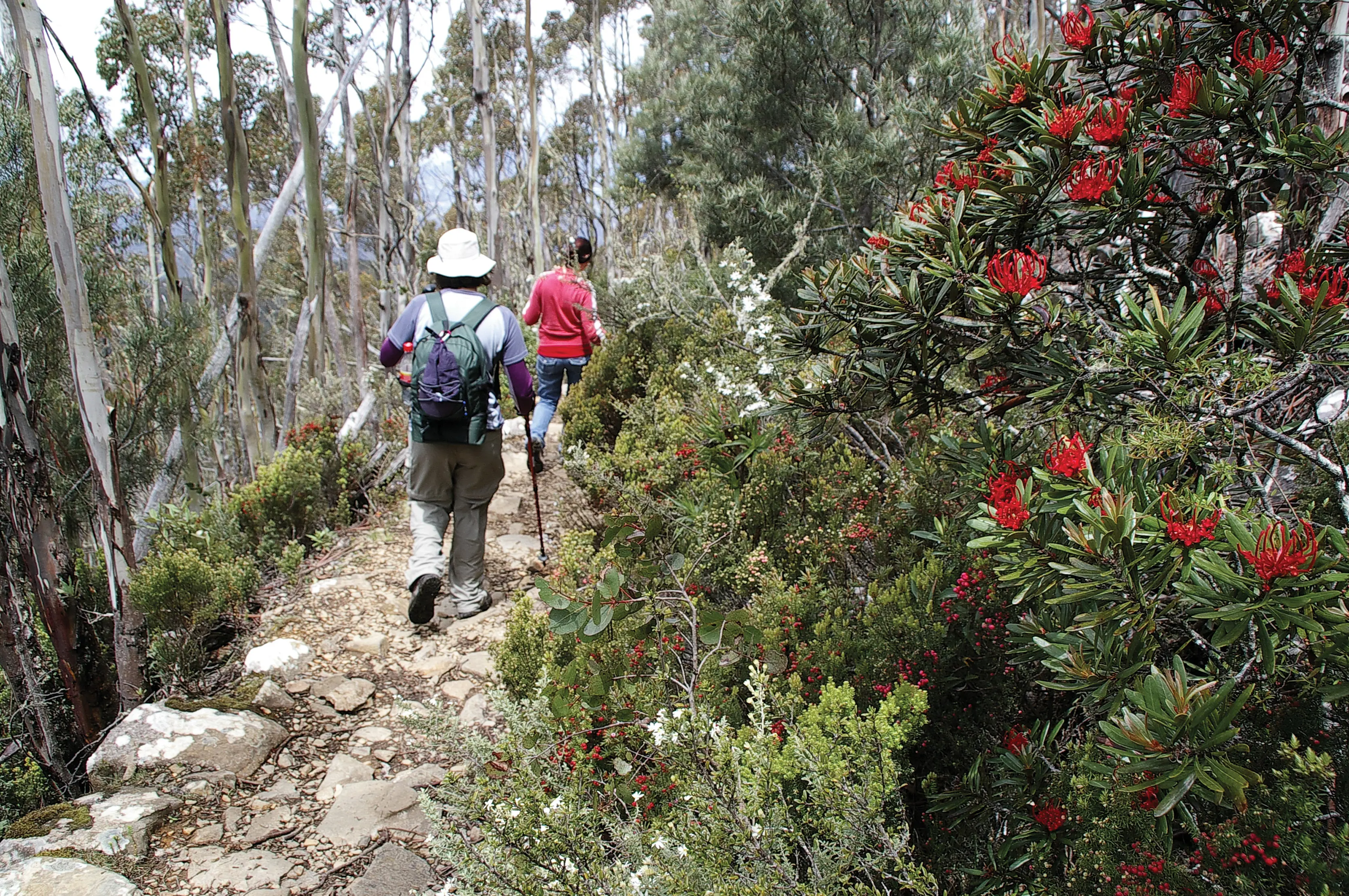 Organ Pipes Track, kunanyi / Mount Wellington