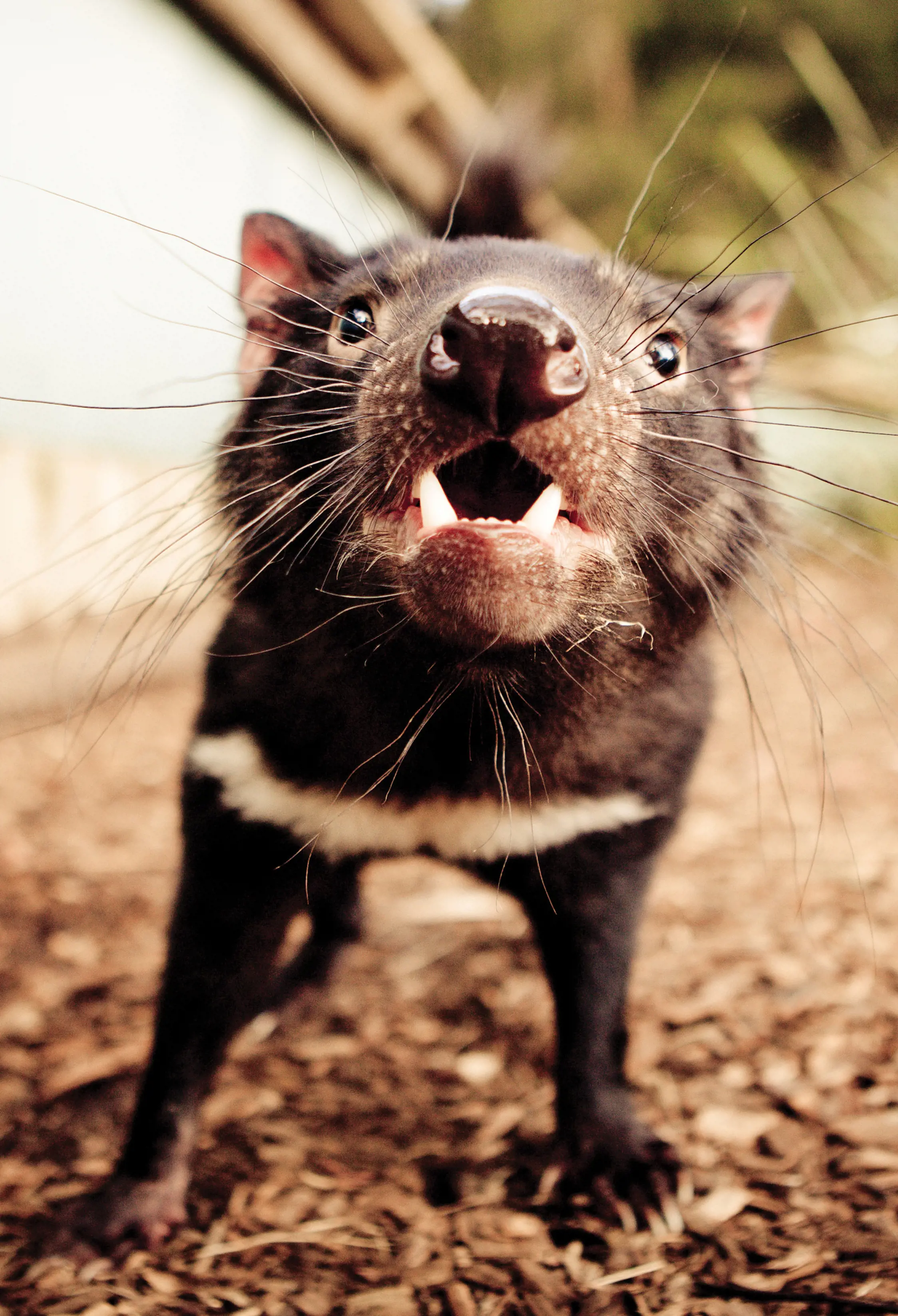 Tasmanian devil 