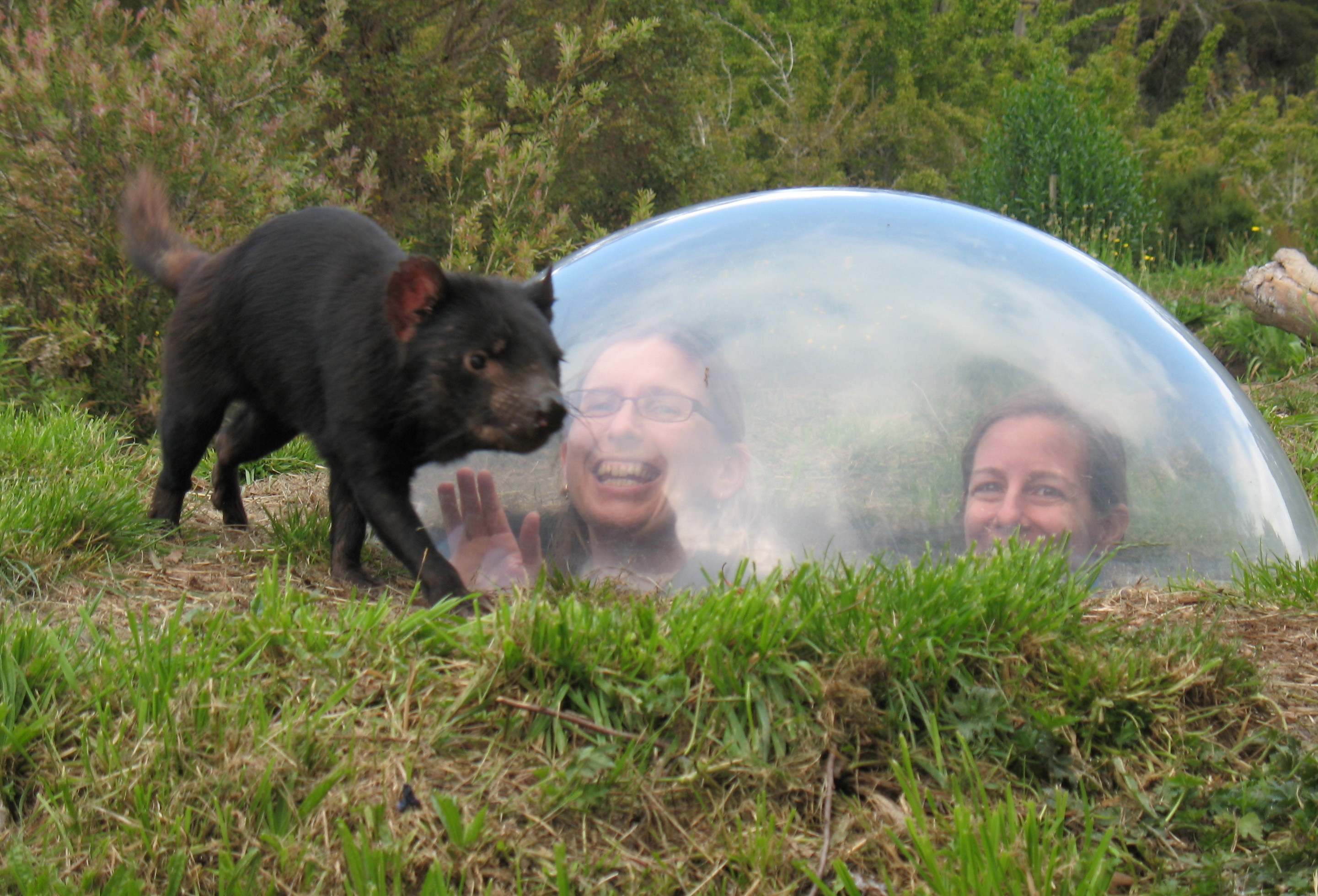 Two people inside a glass bubble look out at a Tasmanian devil walking by at Tasmanian Devil Unzoo.