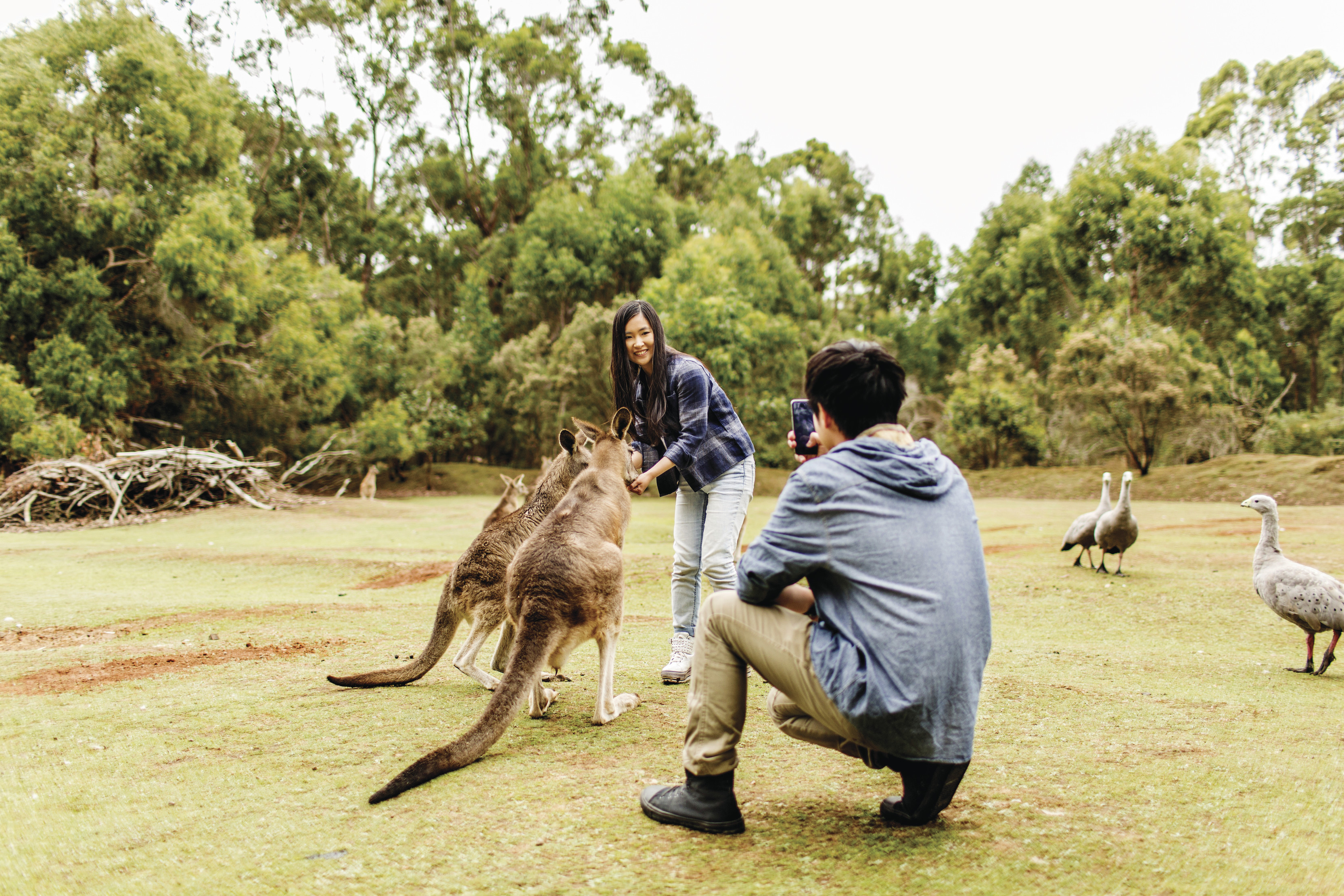 Two people take a photo while closely surrounded by a number of kangaroos and geese, at Tasmanian Devil Unzoo.