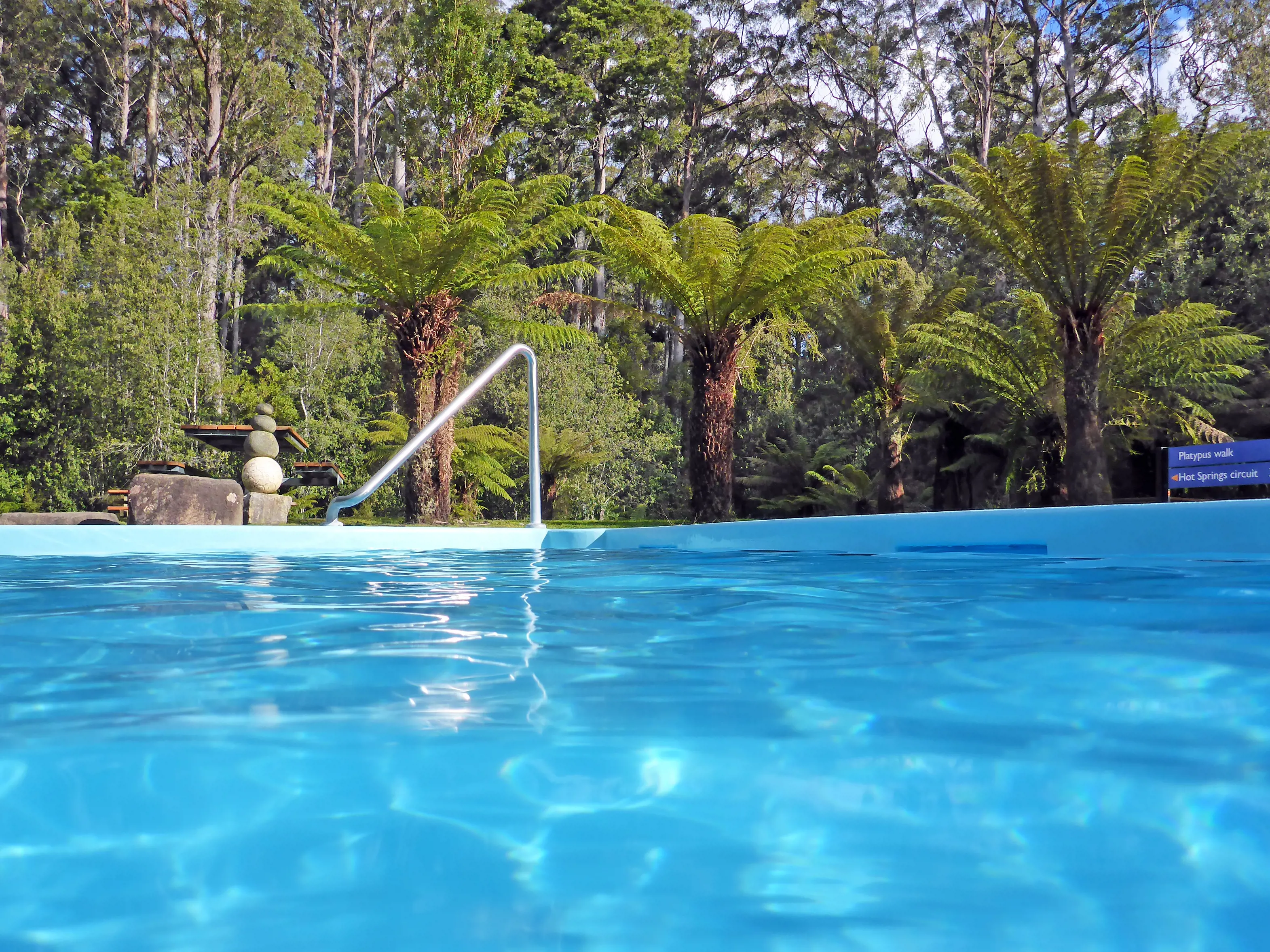 Looking at a thermal spring pool, with ferns and eucalypts in the background. At Hastings Caves and Thermal Springs.