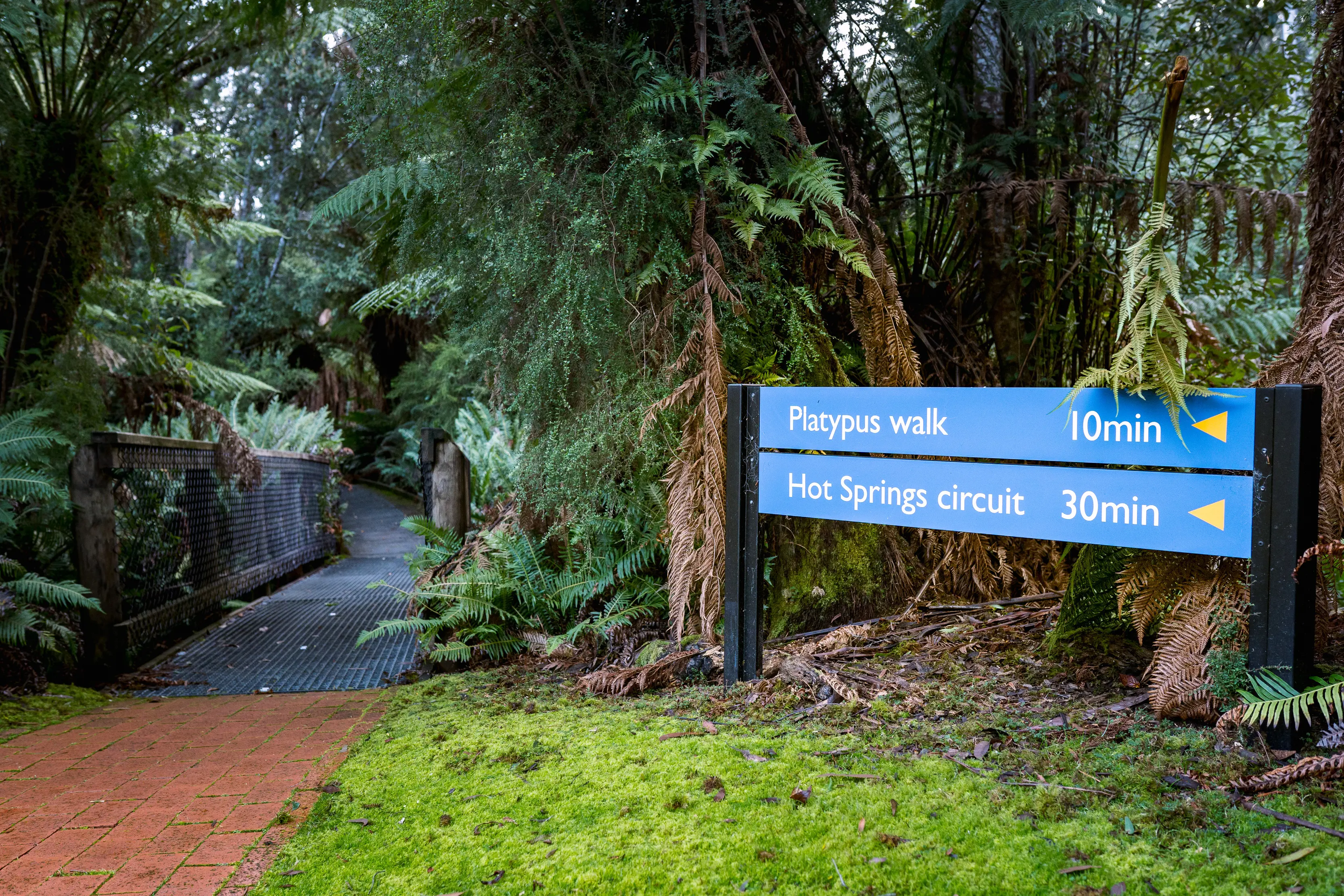 A walking path leads into a forest with a sign showing 30 minutes to do the Hot Springs circuit. At Hastings Caves and Thermal Springs.