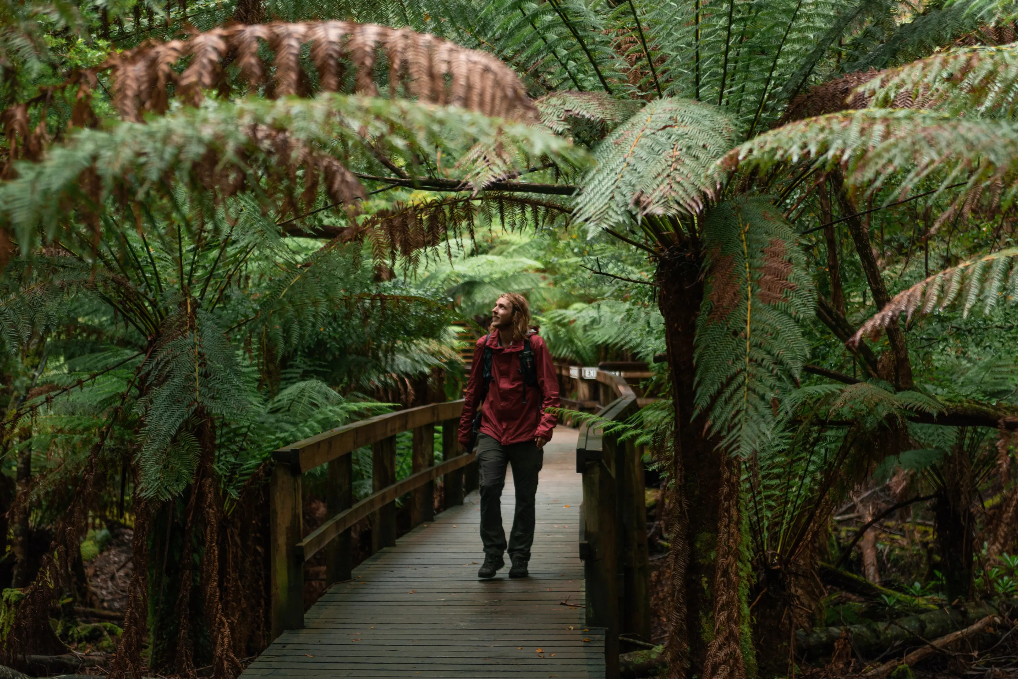 A person walks across an elevated wooden boardwalk through a forest of tall ferns at Hastings Caves State Reserve.