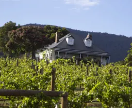 Green grape vines surrounding a small house. Kate Hill Wines