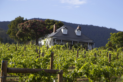 Green grape vines surrounding a small house. Kate Hill Wines