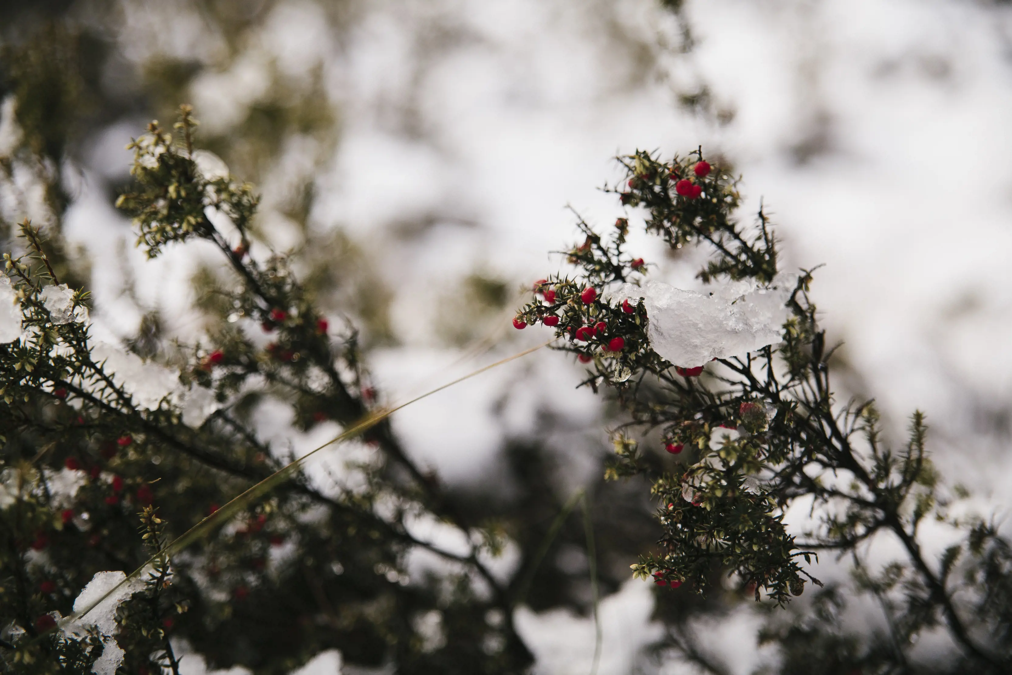 Close up of icicles on a plant in the background, snow settles in the backdrop at yingina / Great Lake