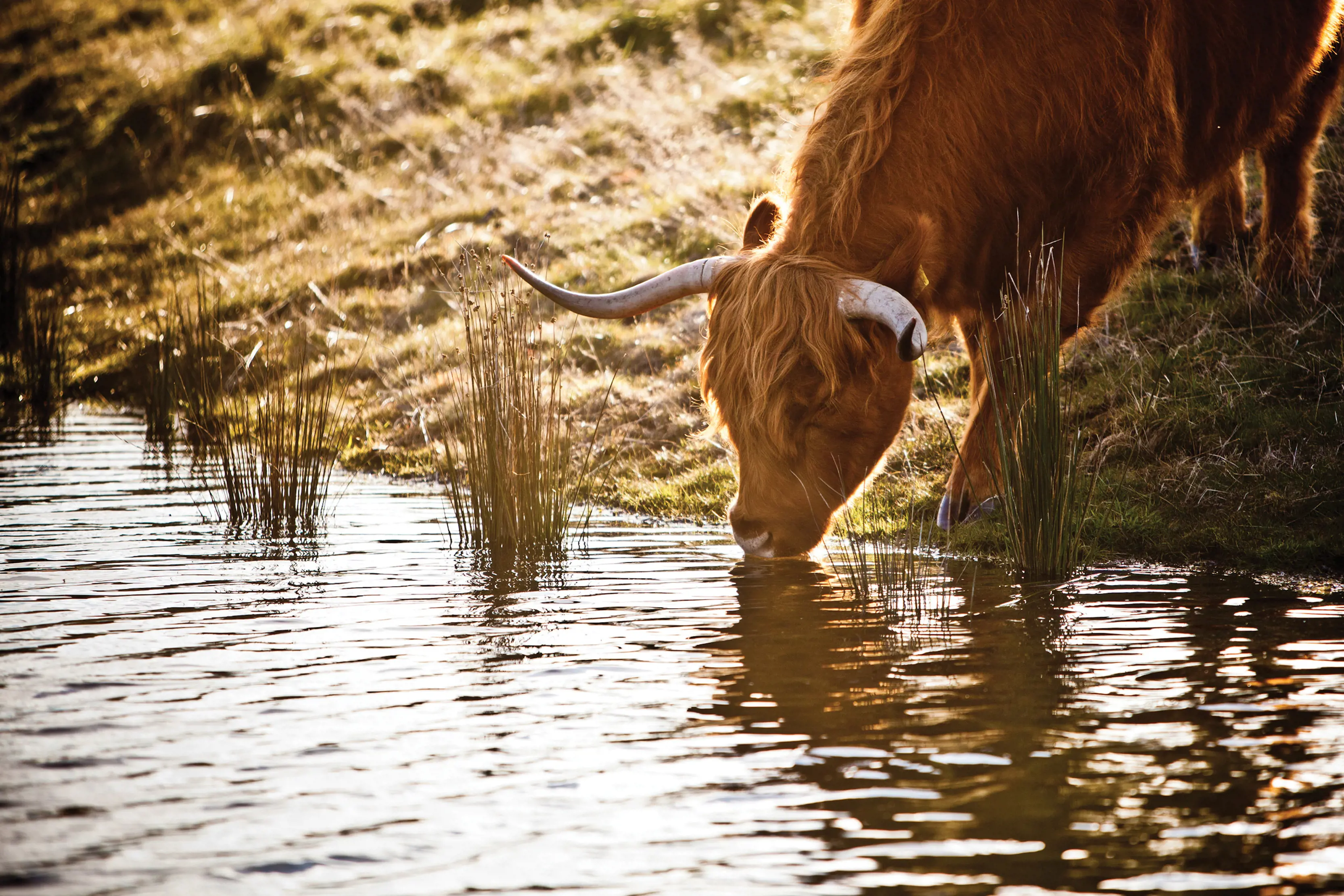 Highland cow