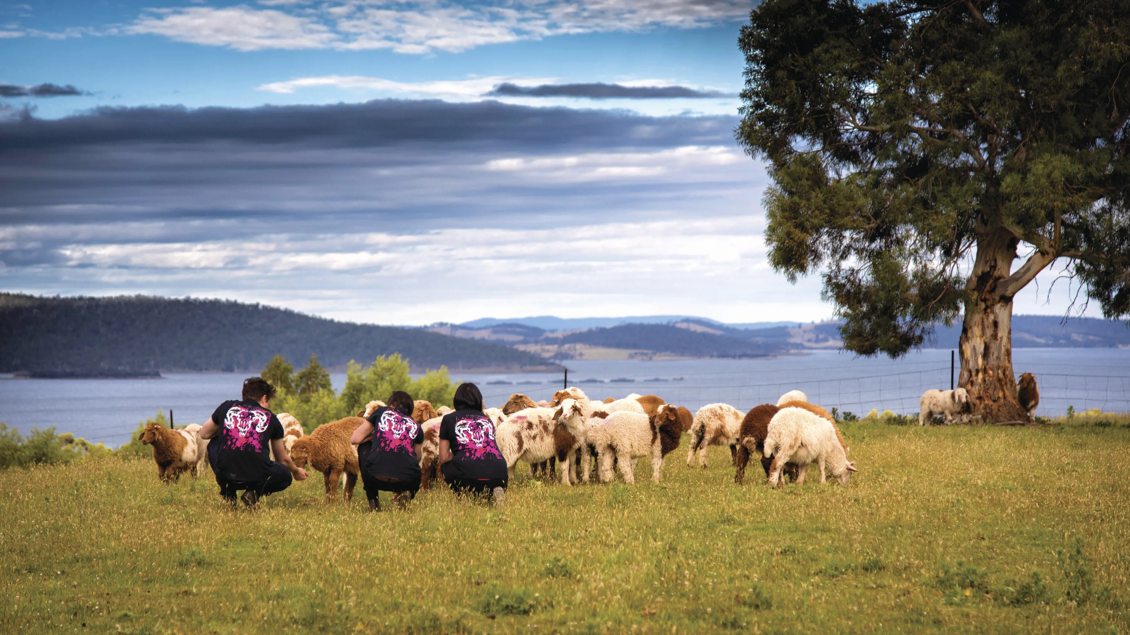 Staff bend down and feed a group of sheep outside on the farm at Hartshorn Distillery and Grandvewe Cheeses.