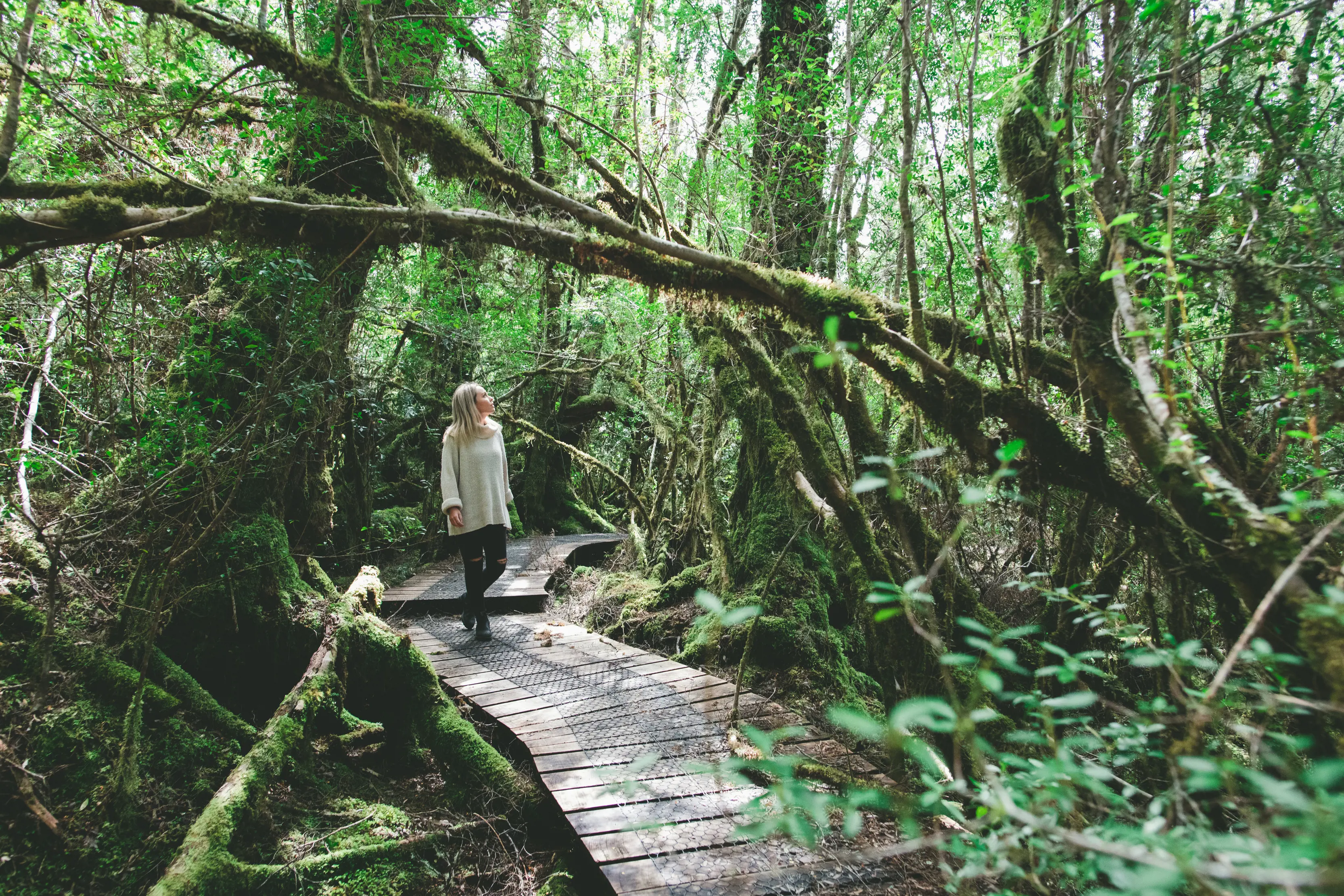 Woman walking along the boardwalk, surrounded by rainforest, on the Creepy Crawly Nature Trail.