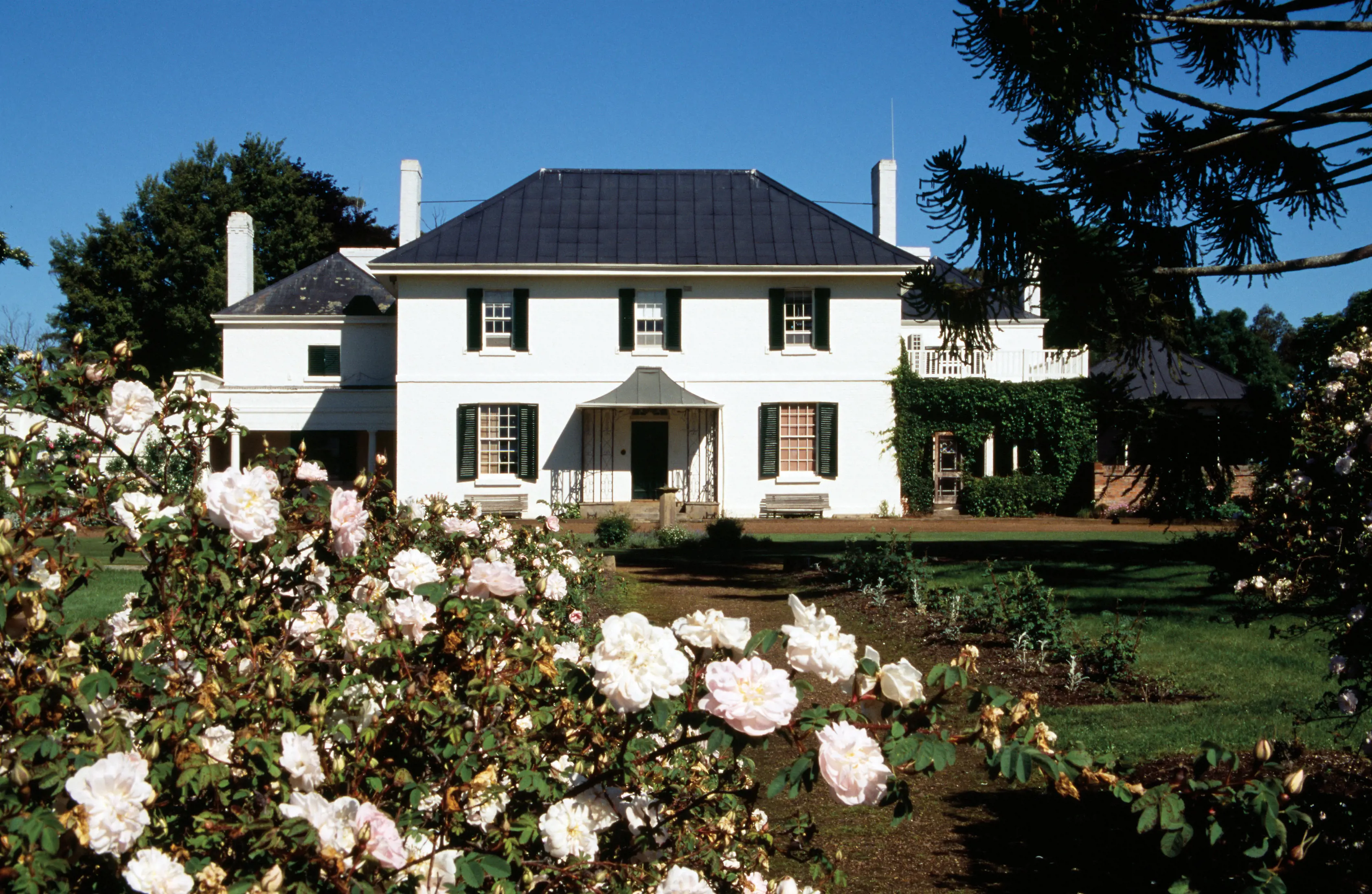 Exterior of a white building at Brickendon Estate, white and pink roses are in the foreground.