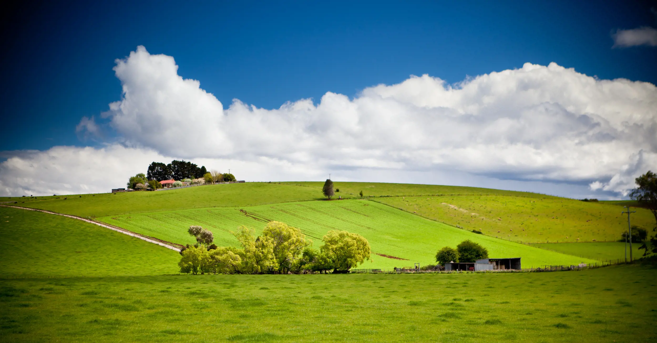 Ariel of the bright green, cut grass at Scottsdale farm.