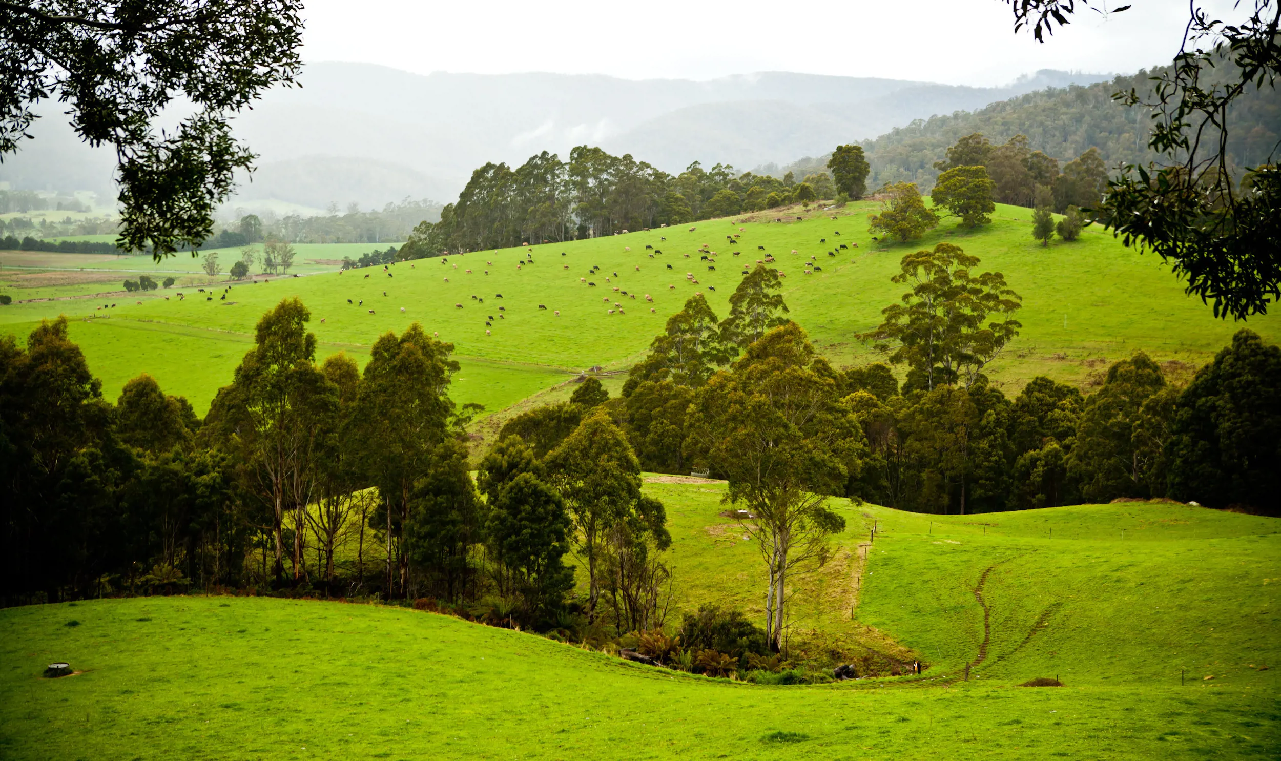 Bright green landscape at Scotsdale farm, animals graze in the distance.