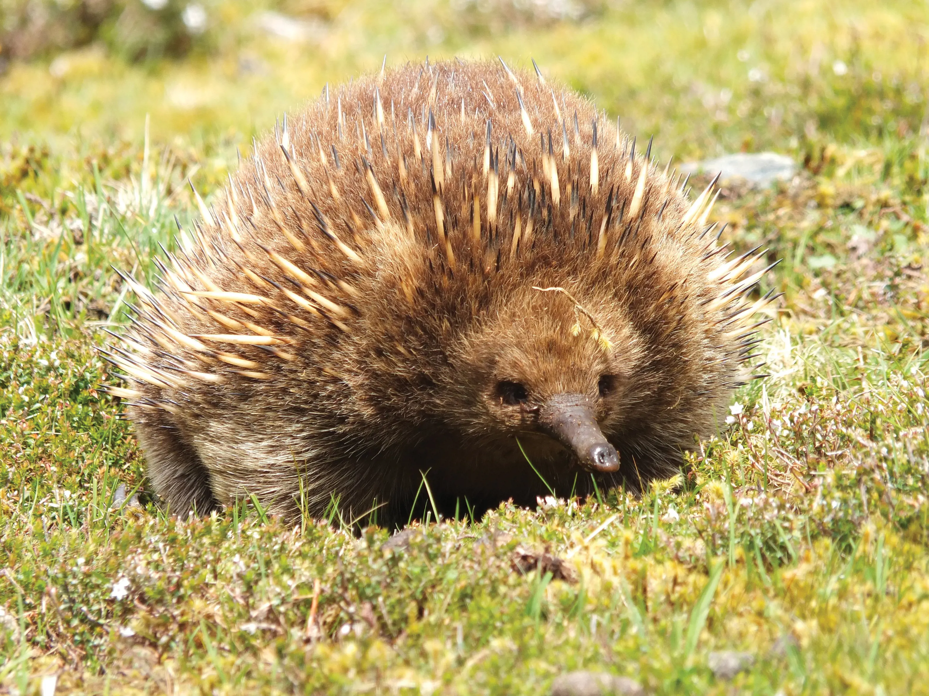 Close up of a Echidna at Cradle Mountain.