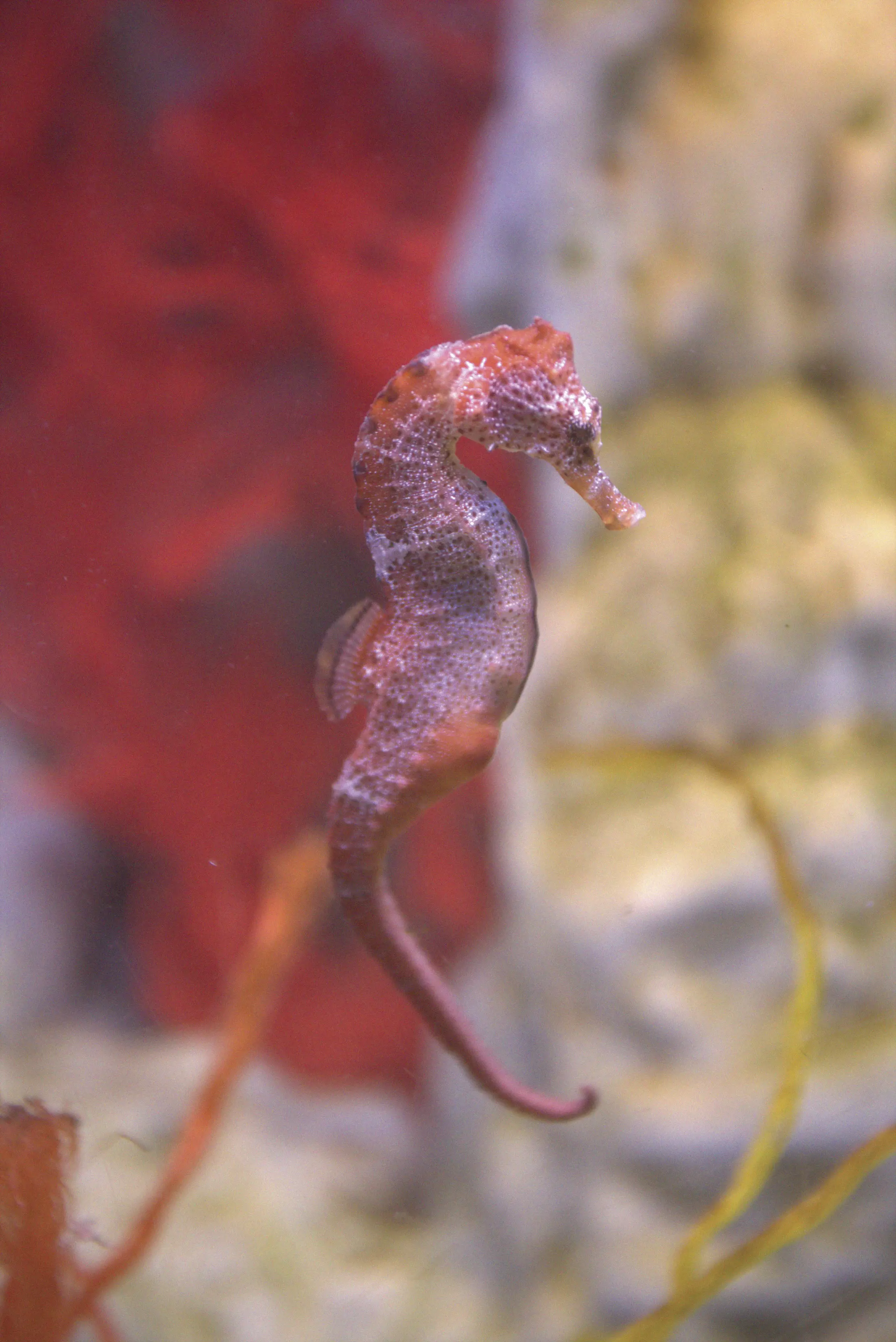 Close up of a pink and orange seahorse through the glass at Seahorse World.