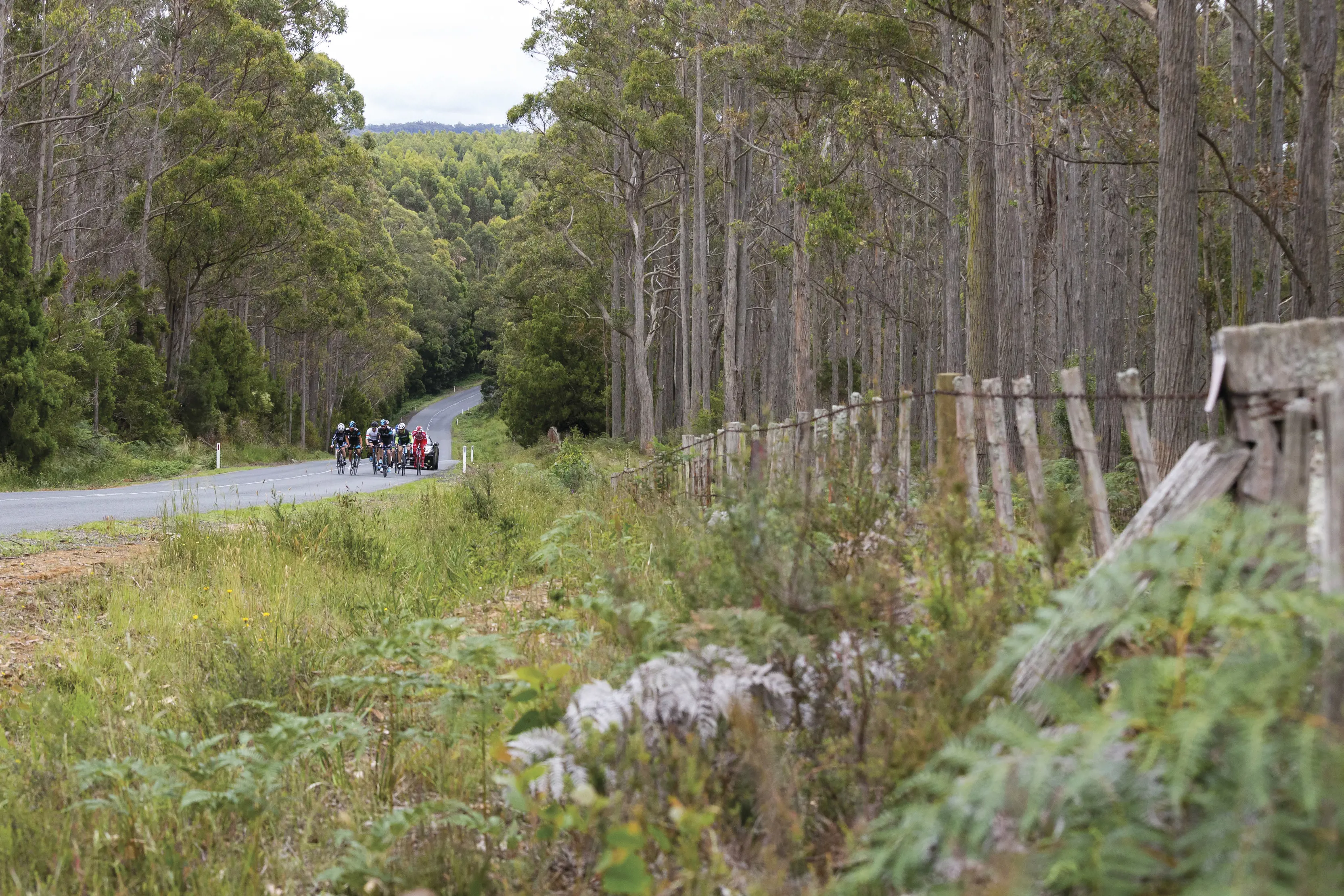 Group of cyclists on the road on the Scottsdale Loop, tall trees surround the road.