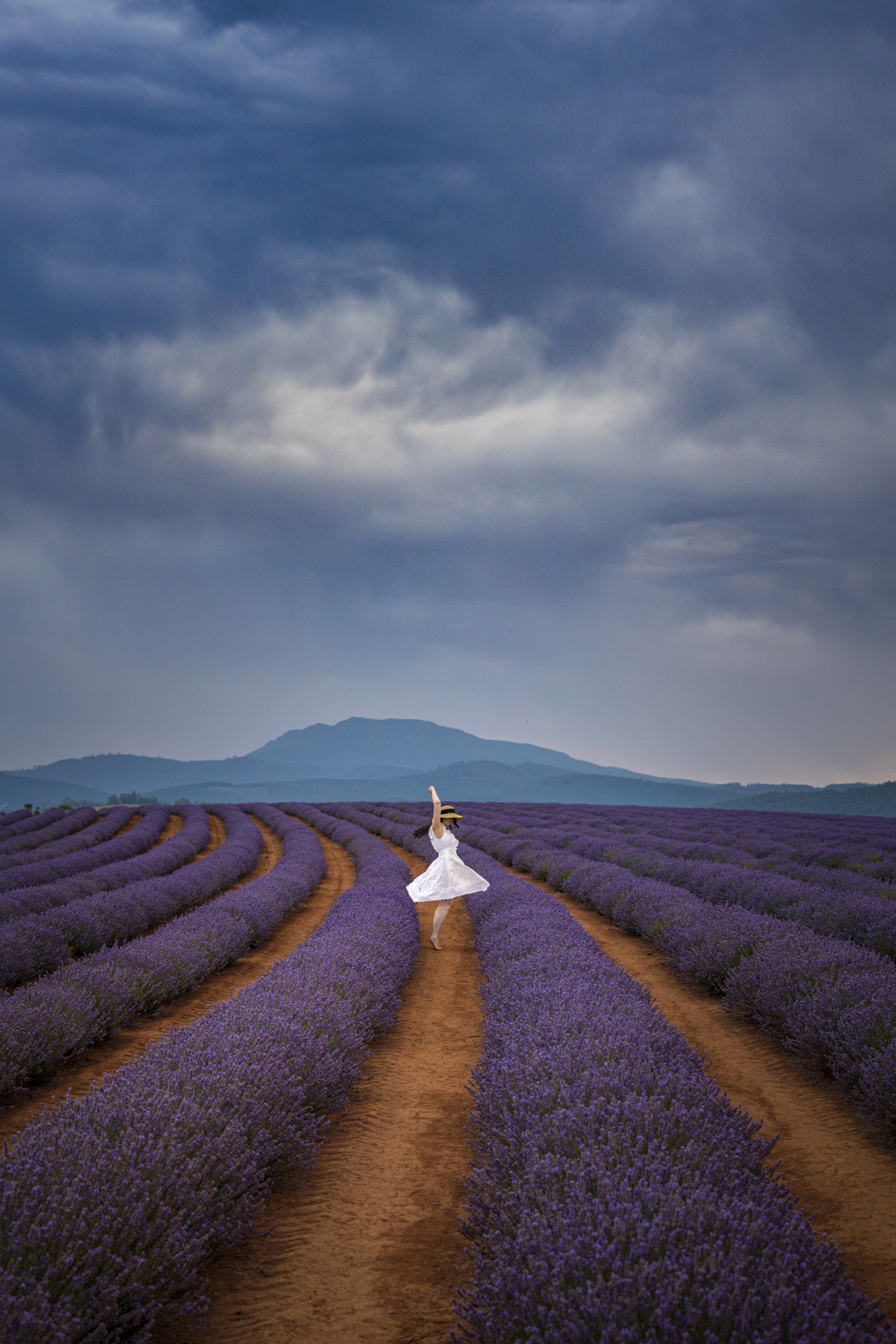 Woman in a white dress swirls around amongst the rows of lavender at Bridestowe Lavender Estate.