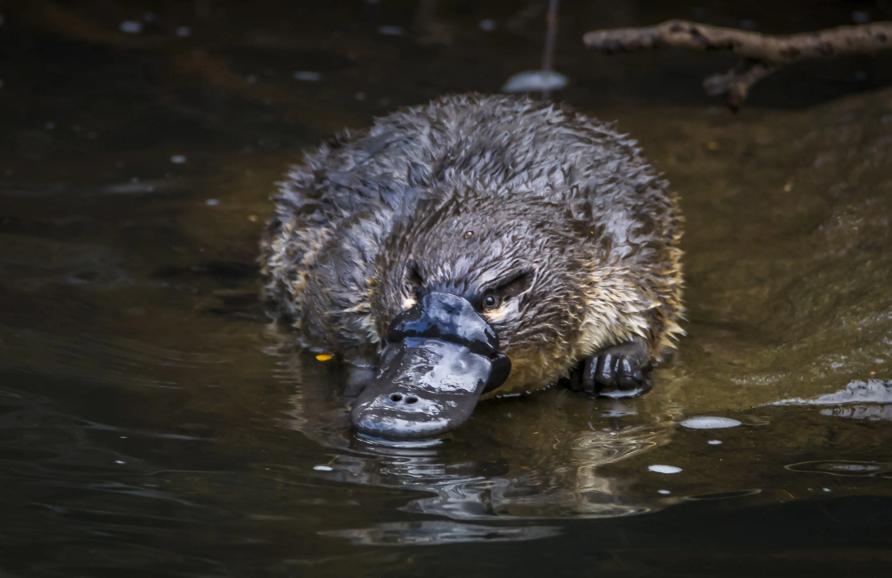 Close up of a platypus in the shallow water, their fur body is out of the water.