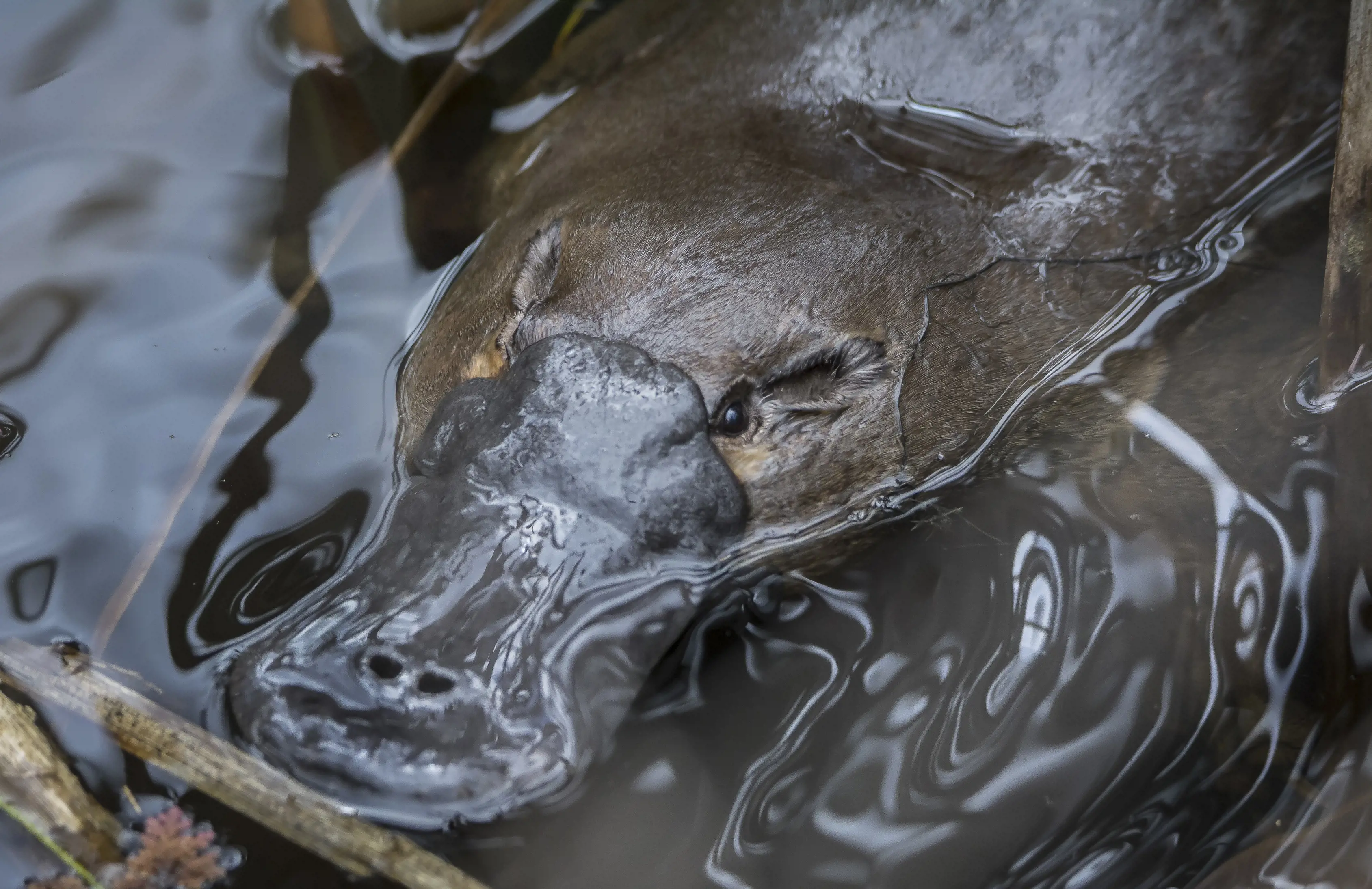 Close up of a platypus with their head above the water.