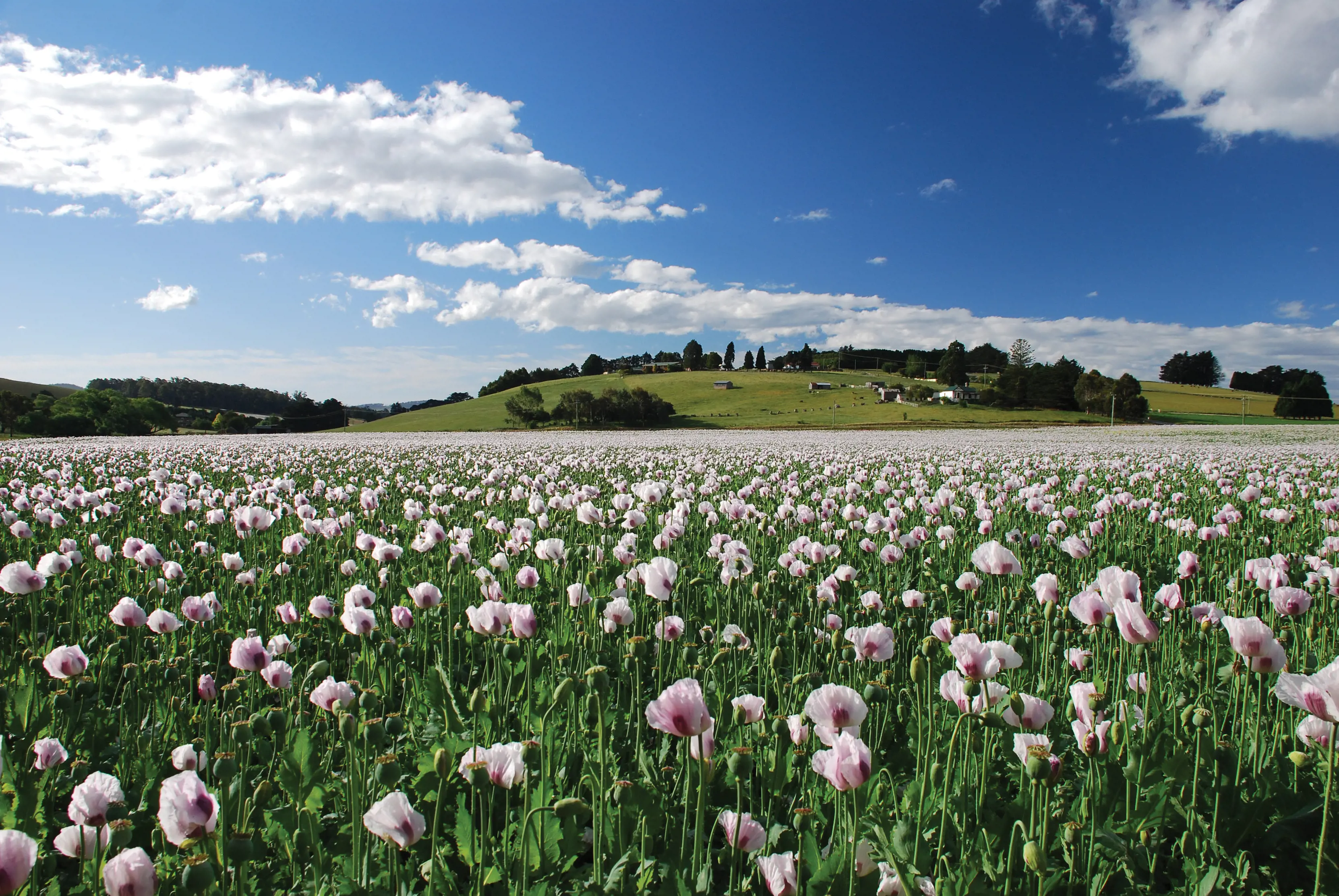 A pink poppy field in flower at Birdport.