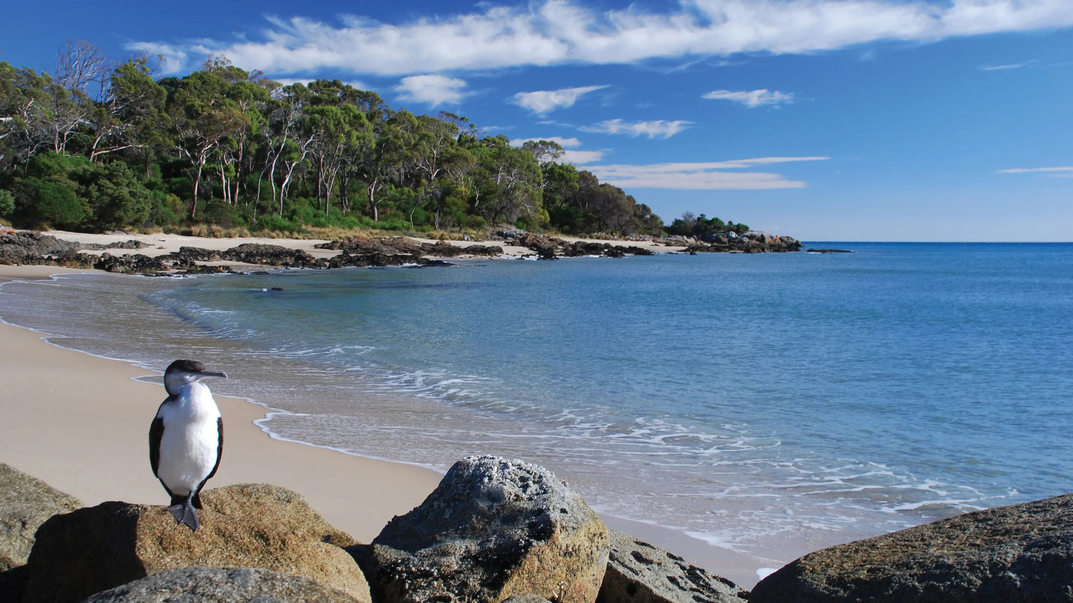 Bird perched on a rock overlooking Anderson Bay, surrounded by bushland reserves and white sand.