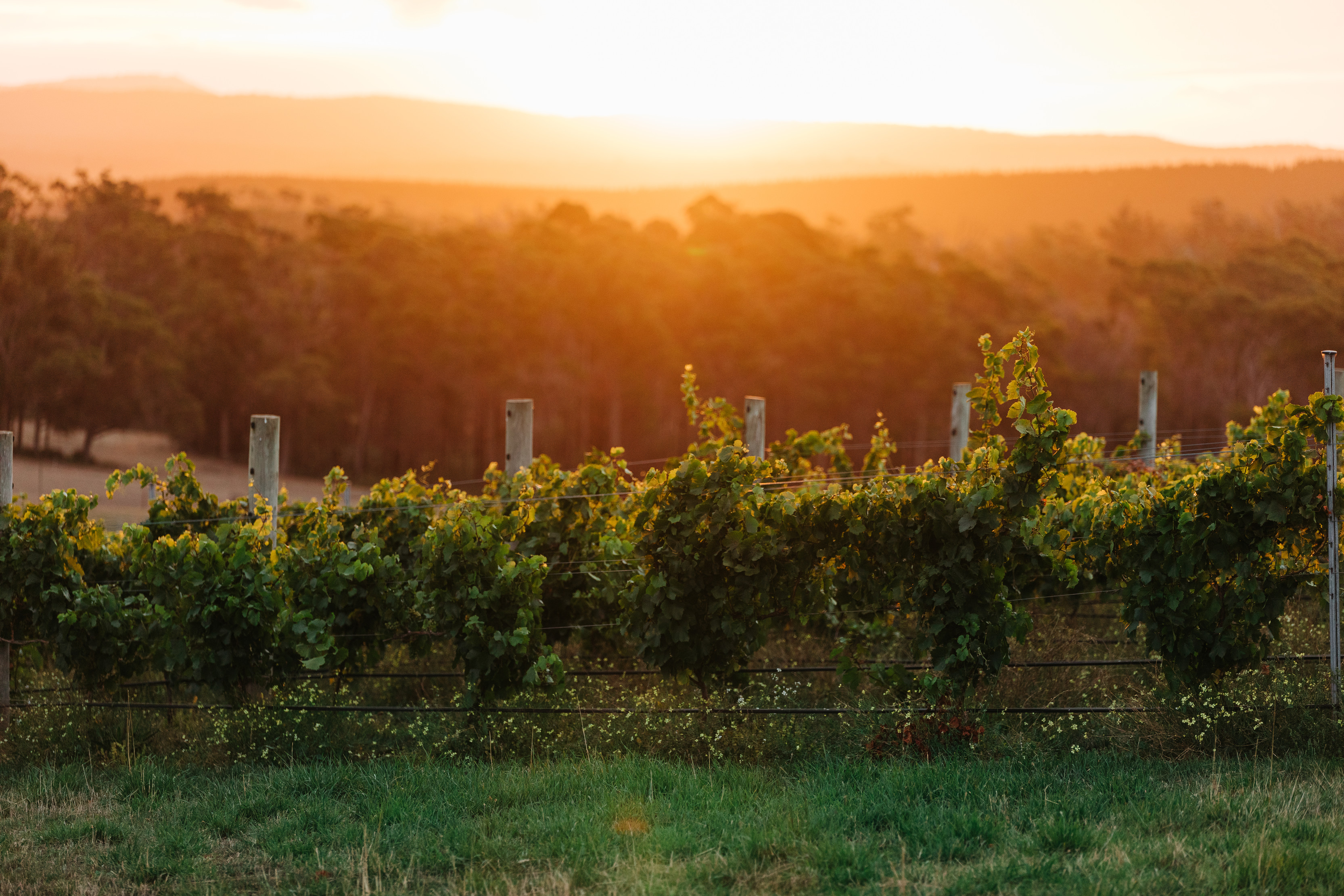 The sun shines brightly over Delamere Vineyards.