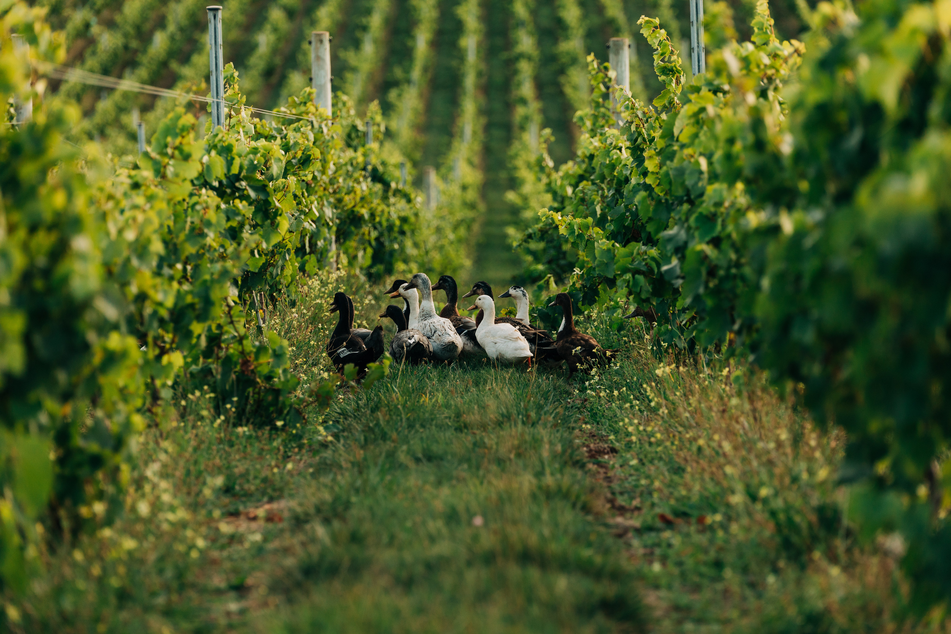 A herd of ducks cross through the vineyards at Delamere Vineyards.