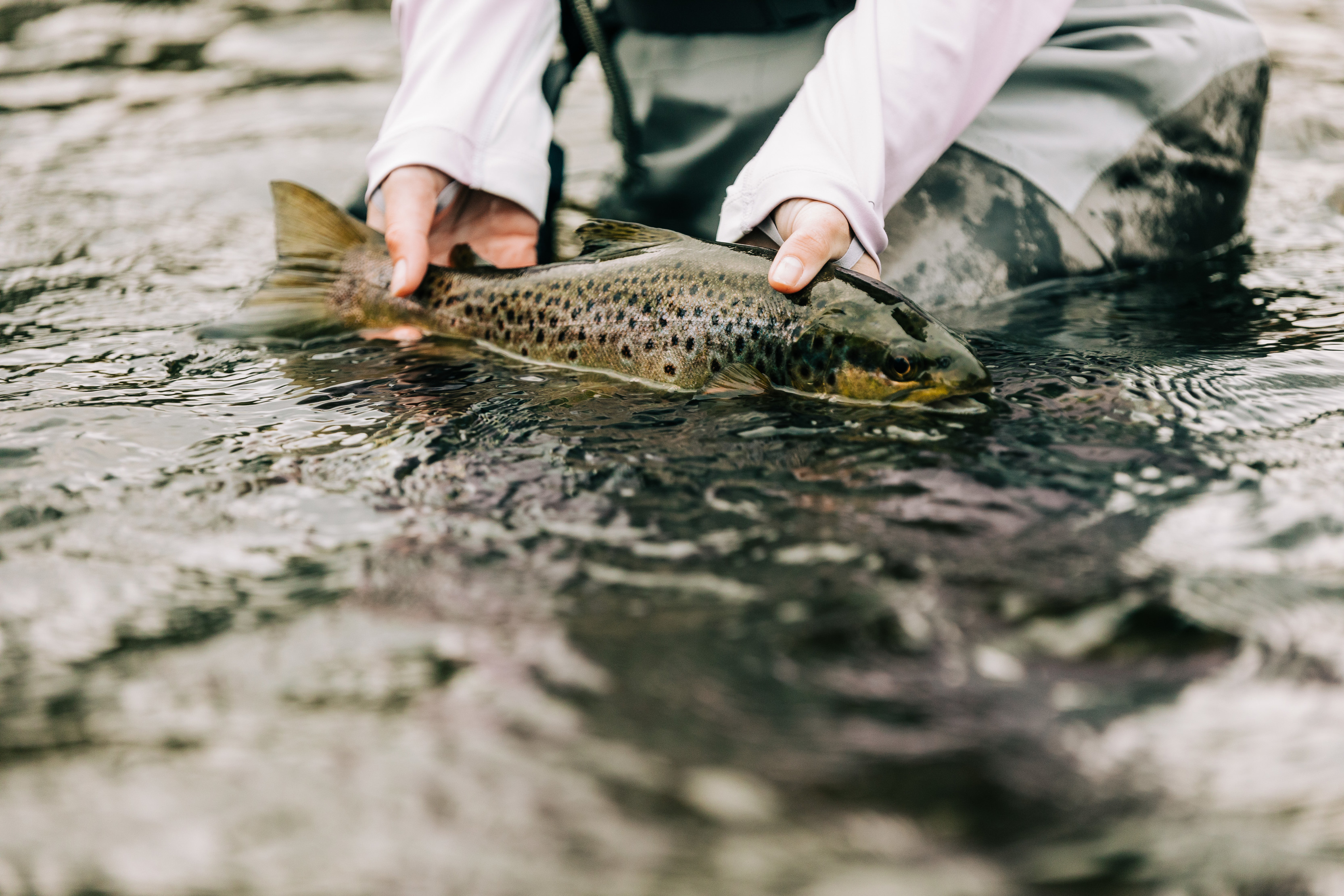 Person holding a trout, caught fresh while fly fishing on the Meander River