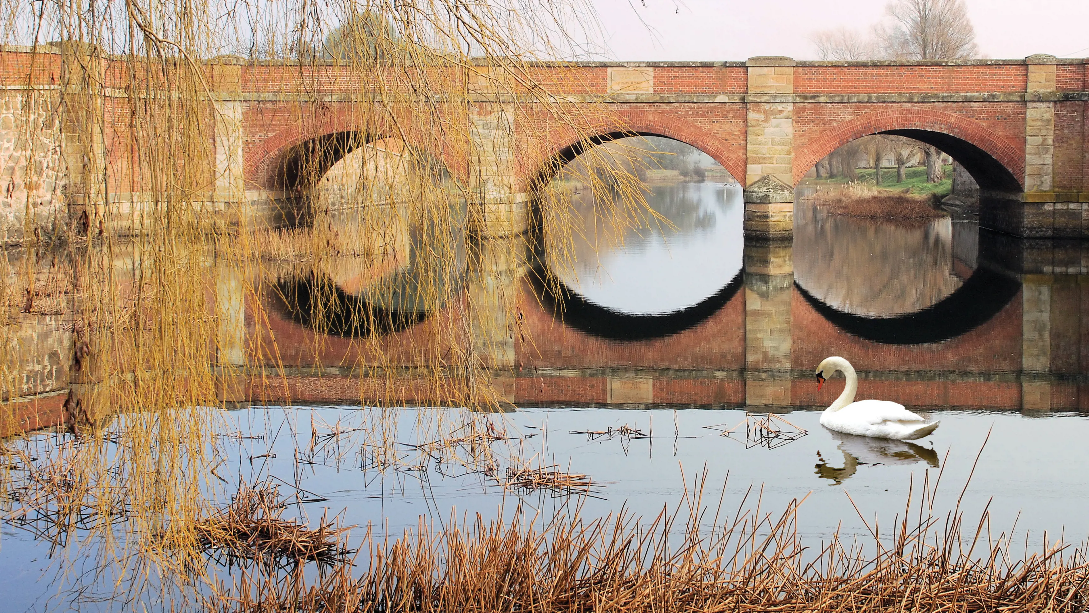 A swan in the water in front of a red brick bridge in Campbell Town. 