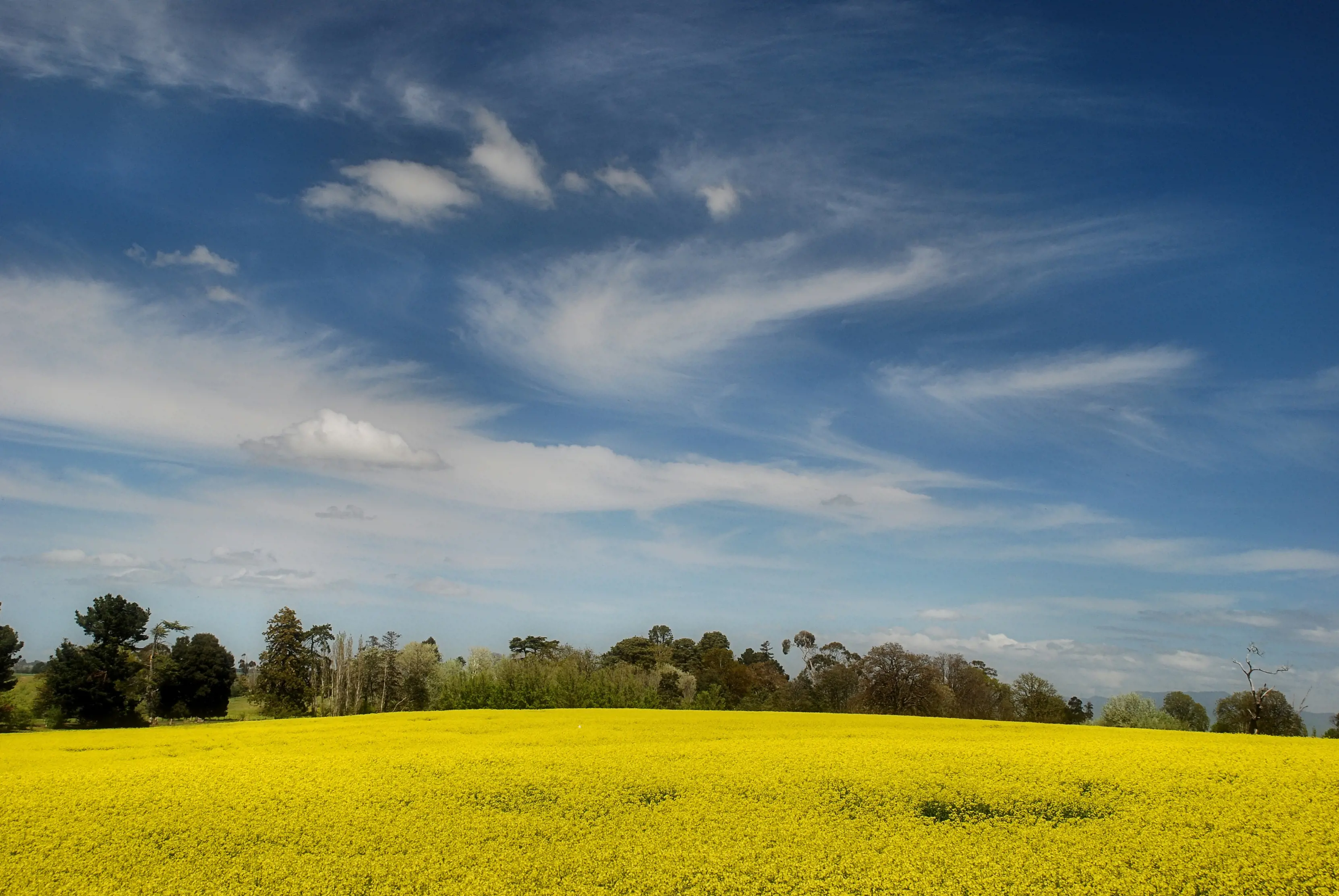 Aeriel of the yellow Canola field.