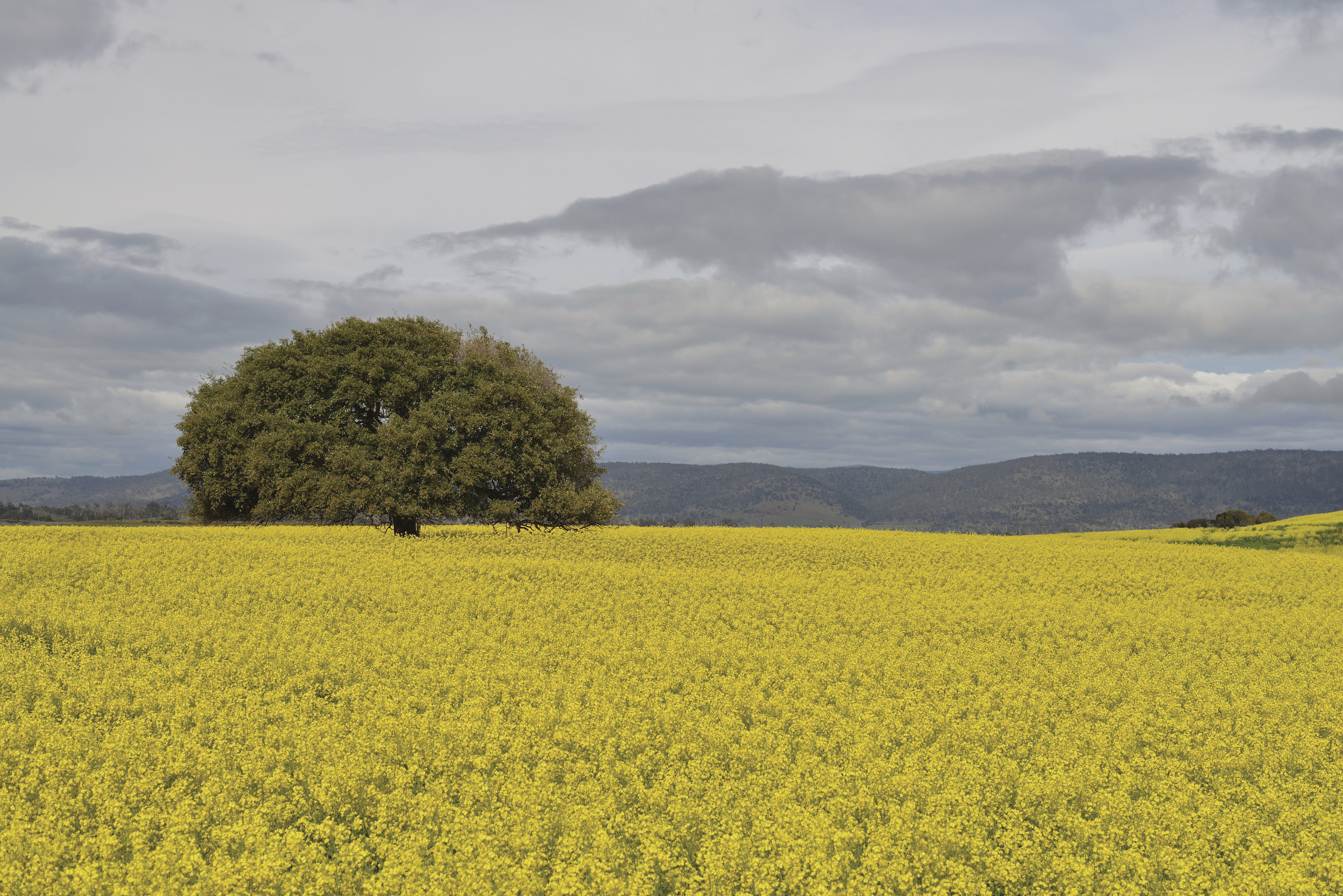 Ariel of the yellow Canola field, with a large green tree in the center.