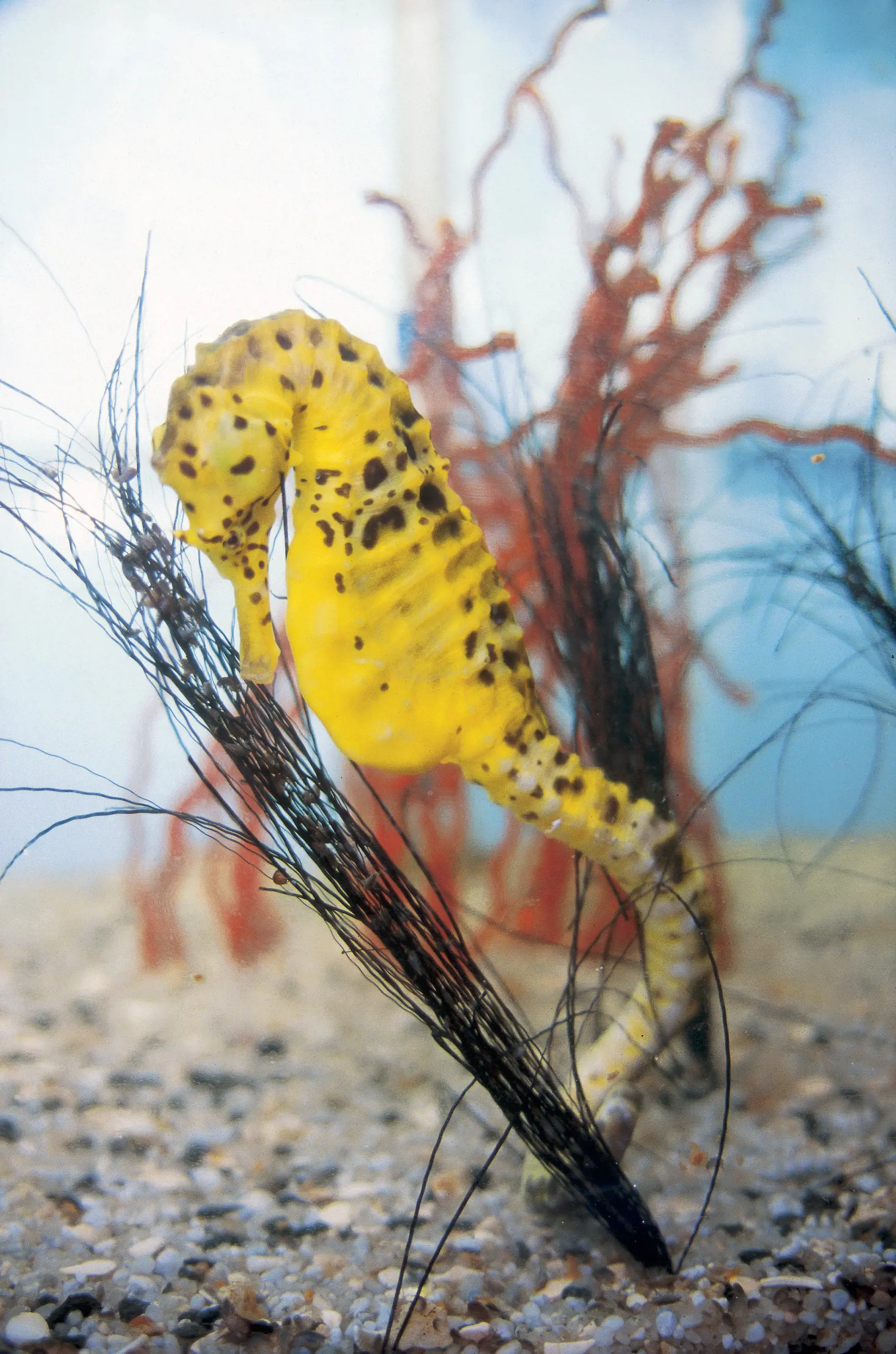 Close up of a yellow seahorse with black specks at Seahorse World.