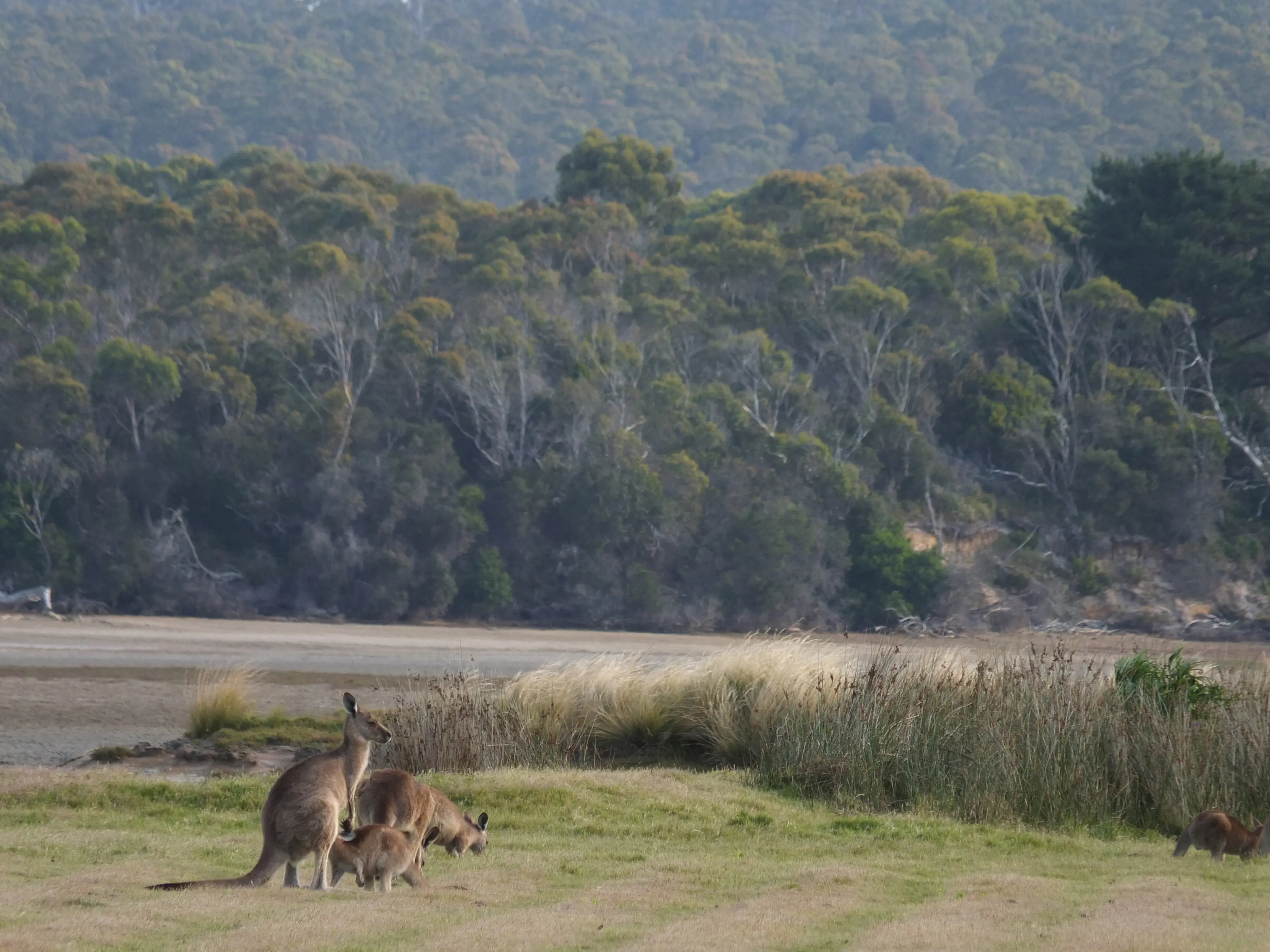 Three kangaroos in the flat grass at Narawntapu National Park, rainforest in the backdrop.
