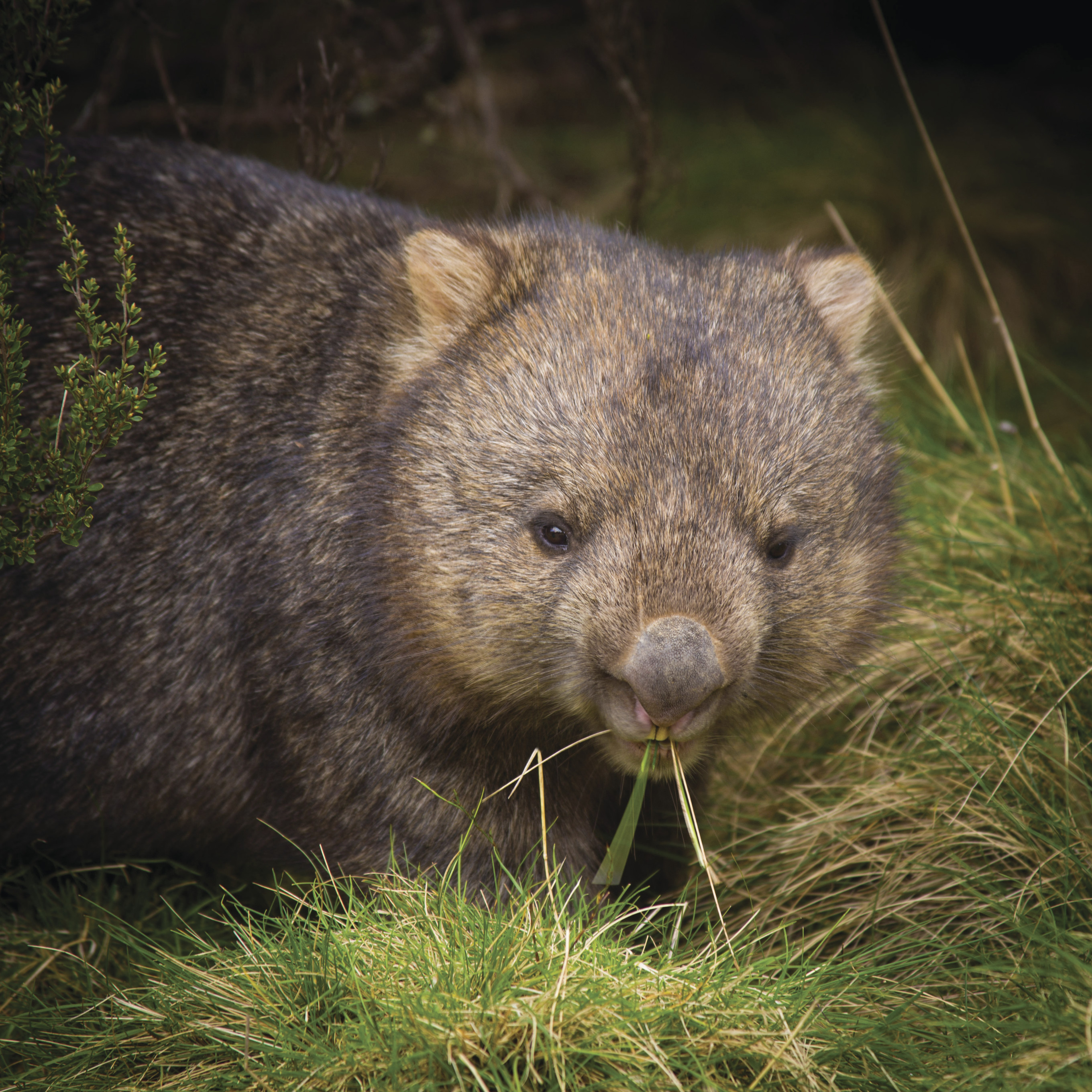 Close up of a wombat amongst the green grass at Narawntapu National Park.