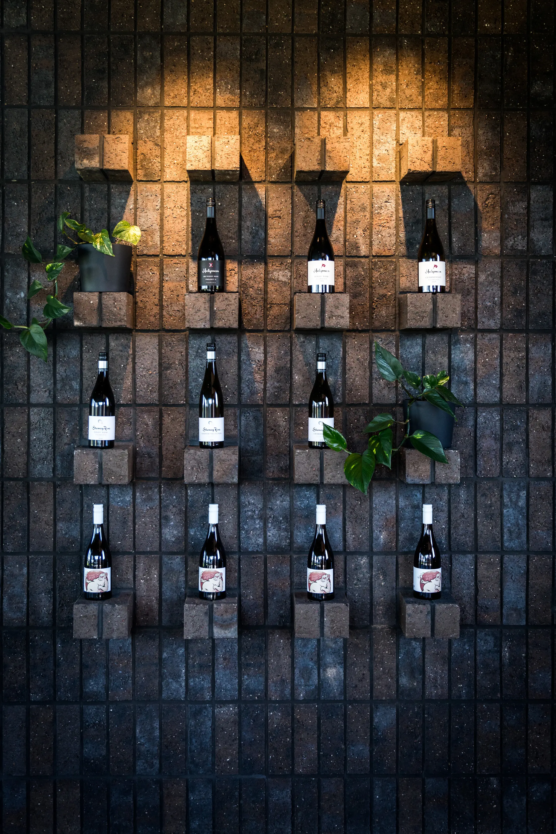 An indoor lit wall featuring shelves of wine and plants at Stoney Rise Wine Company.