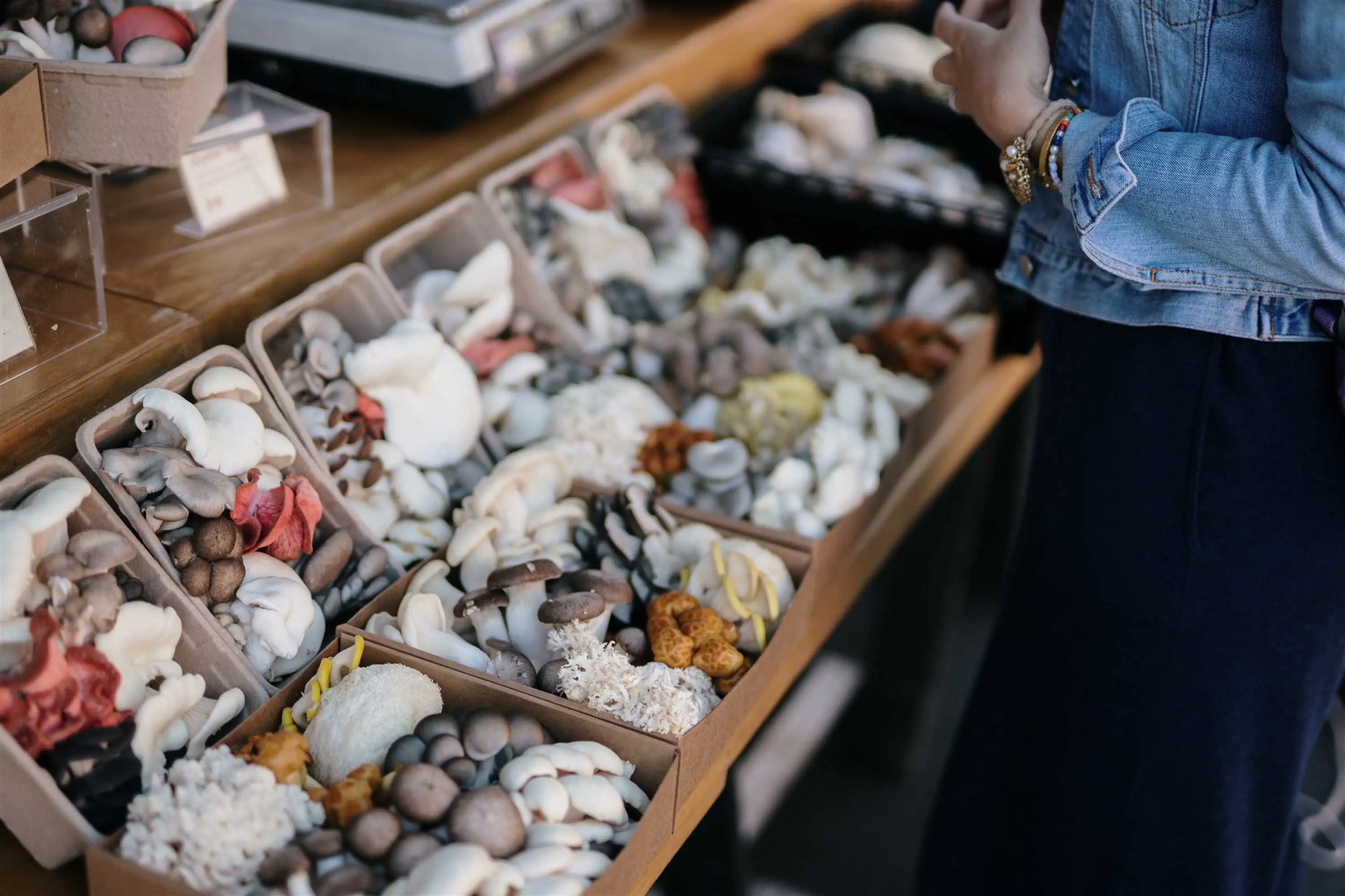 A row of assorted mushrooms, packed in cardboard trays.