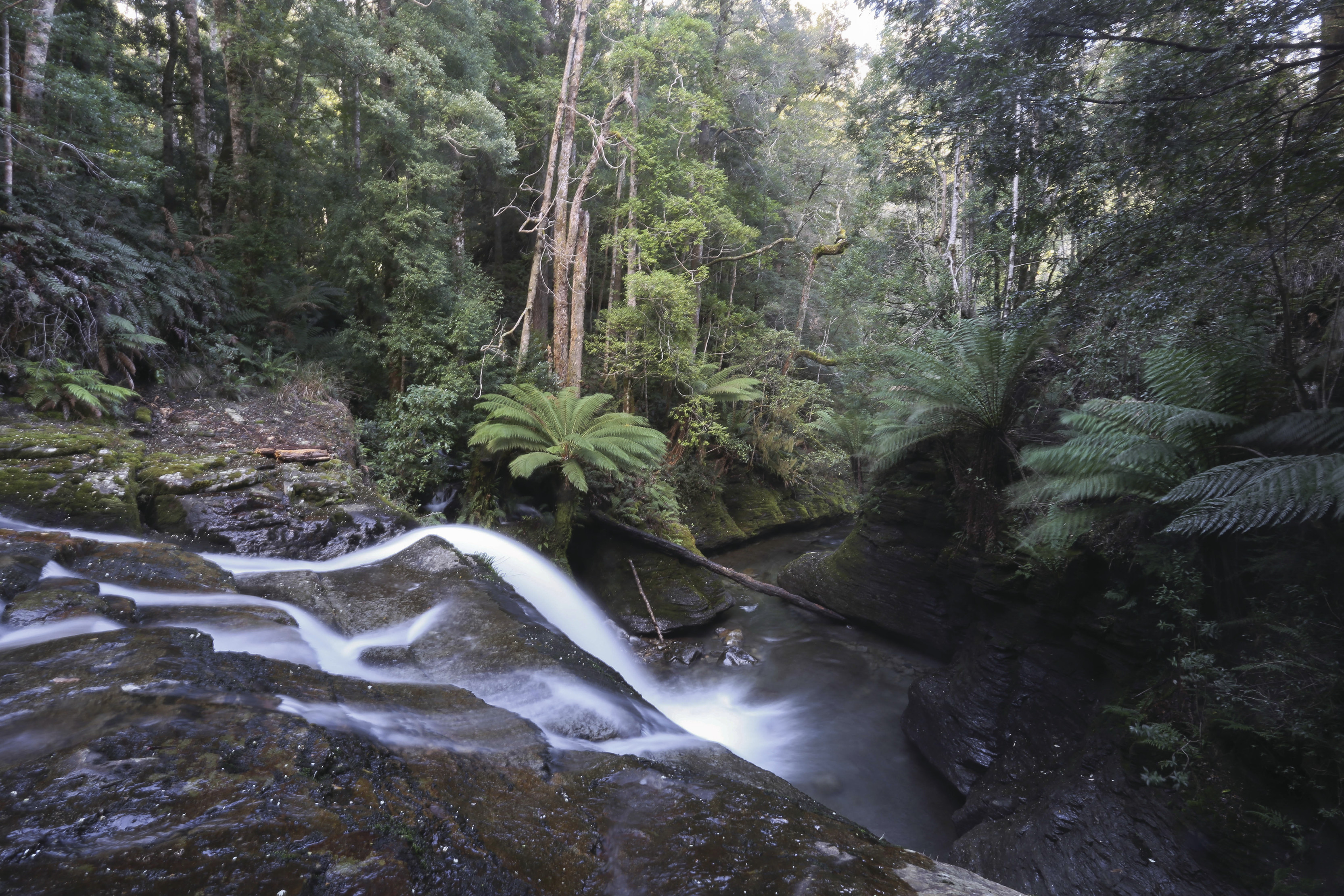 Image of stream, rushing down a steep, rocky waterfall along the Great Short Walks in Liffey Forest Reserve