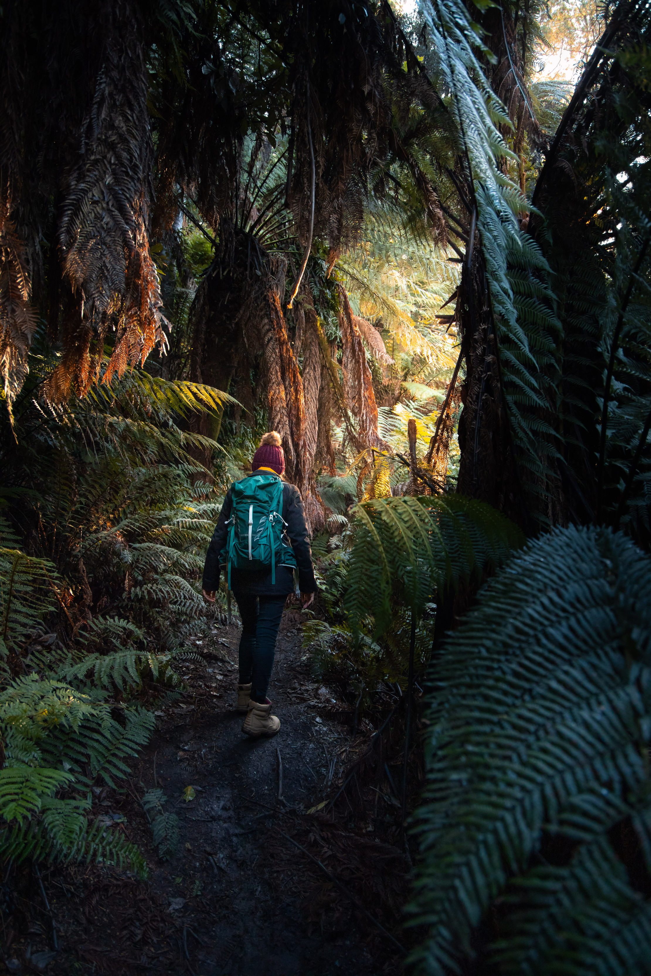 Dramatic image of a person taken from behind, walking through Liffey Falls out into the light, surrounded by dense fern forest.