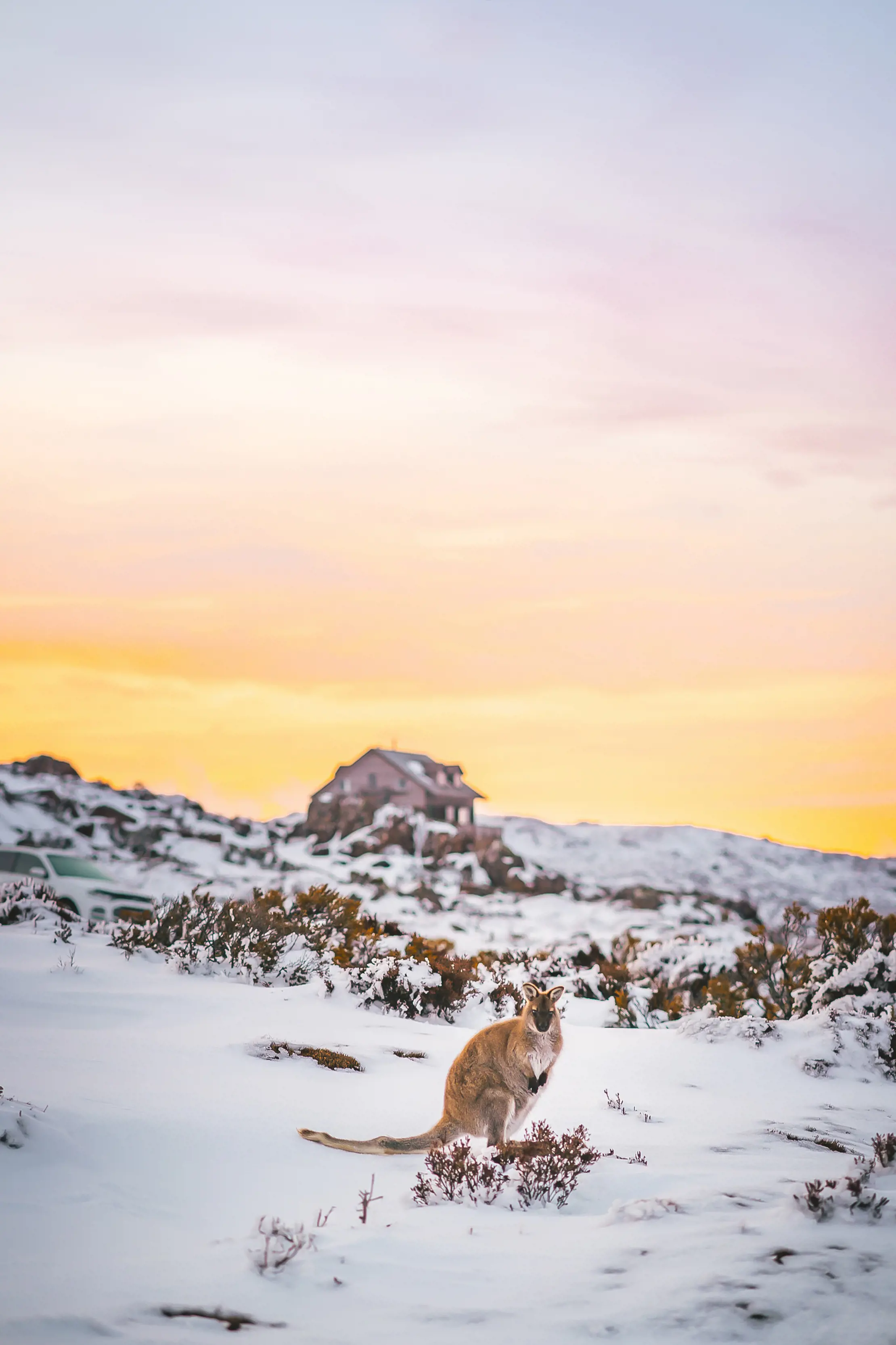 Wallaby looking at the camera, surrounded by snow with a small hut in the background, on a cold, winter's morning.