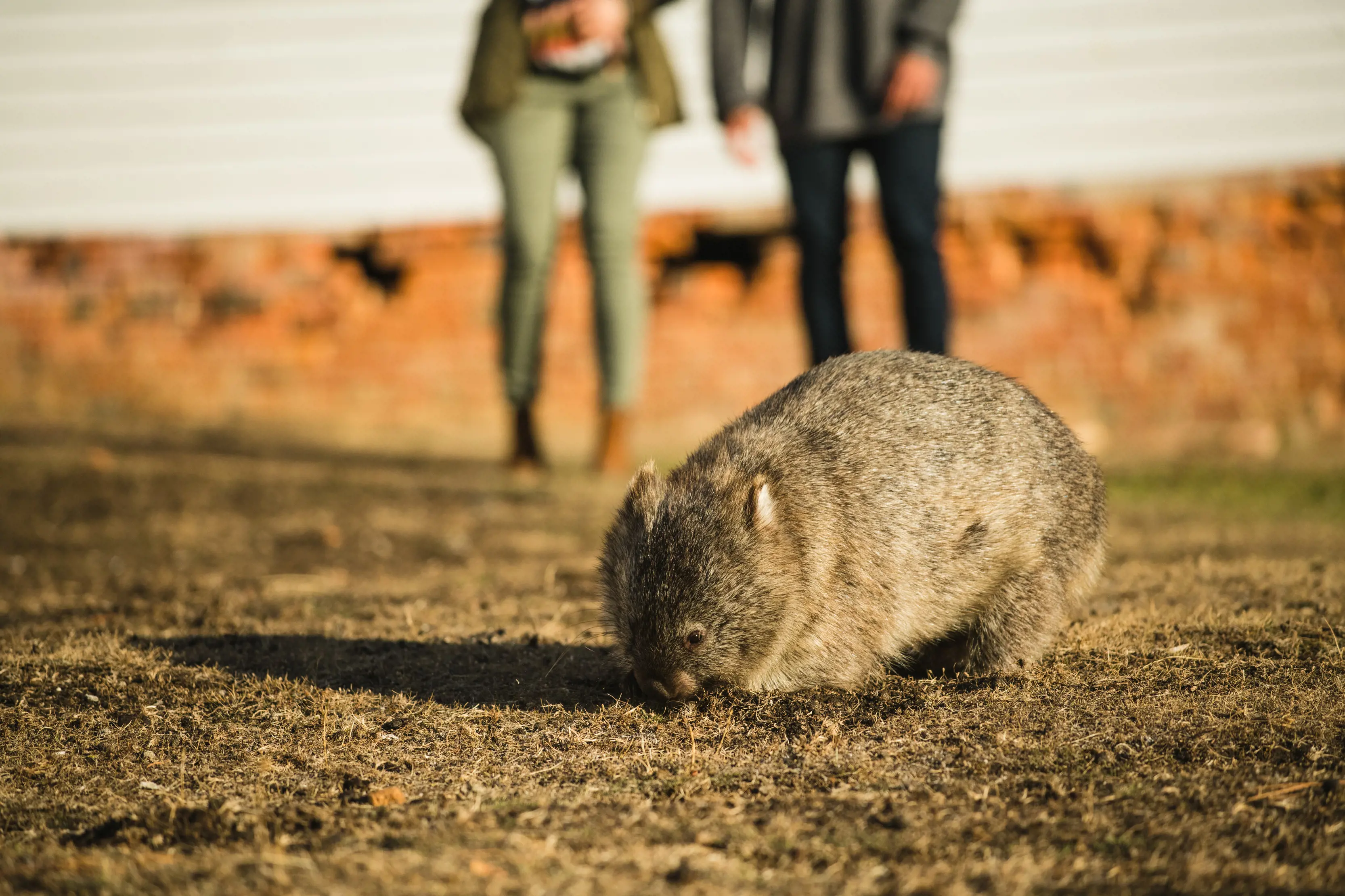 A wombat on Maria Island eating grass in the foreground while two people look from the background.