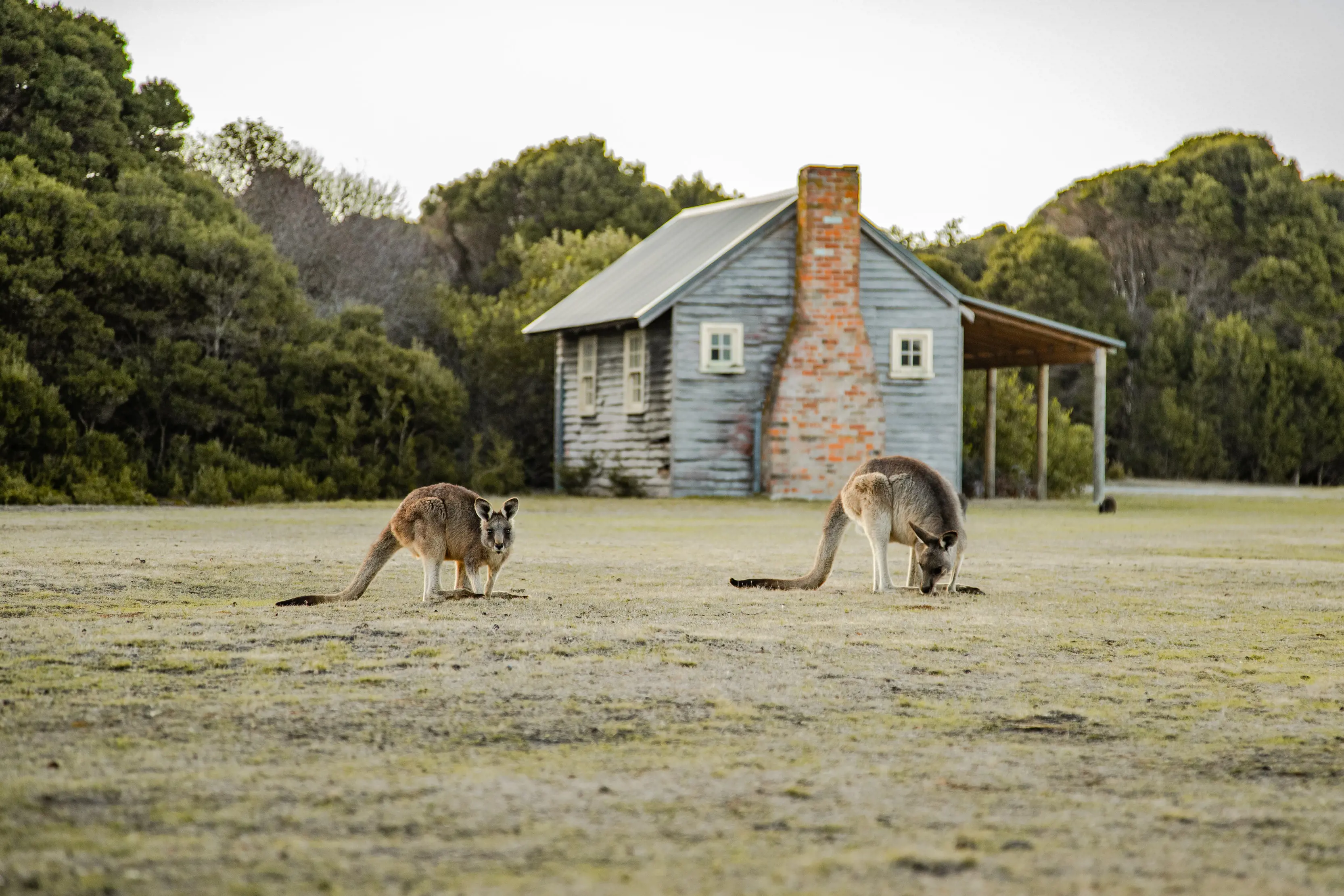 Two kangaroos in the centre of image, with the lodge in the background at Springlawn.