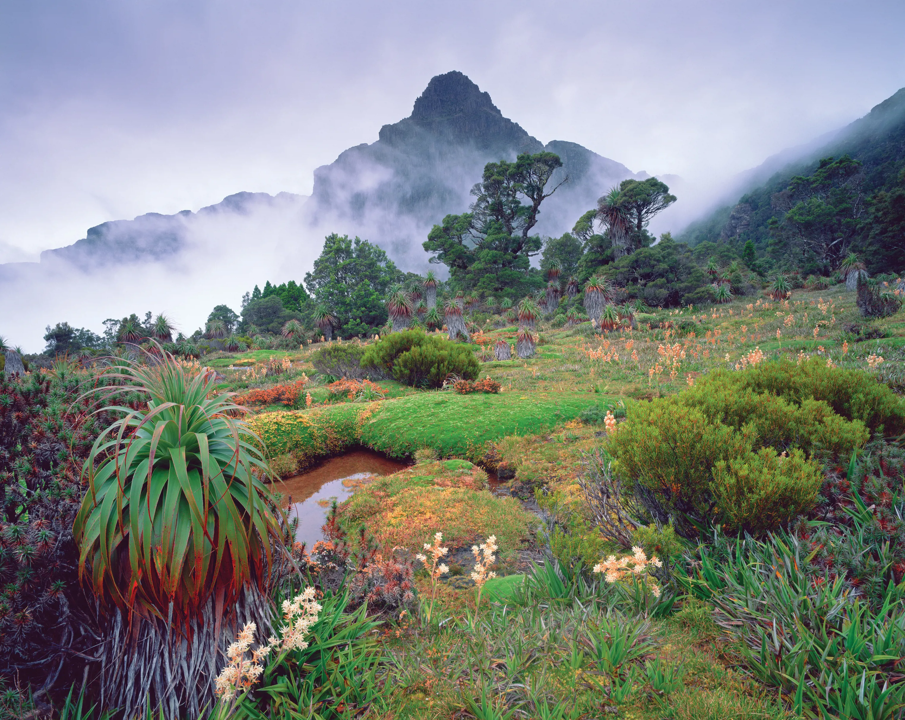 Southwest National Park with Mt Anne in the background and wildflowers and flora in the foreground.