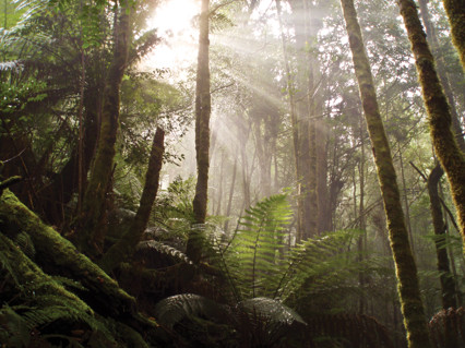 Filtered sunlight through the rainforest, Tarkine National Park.