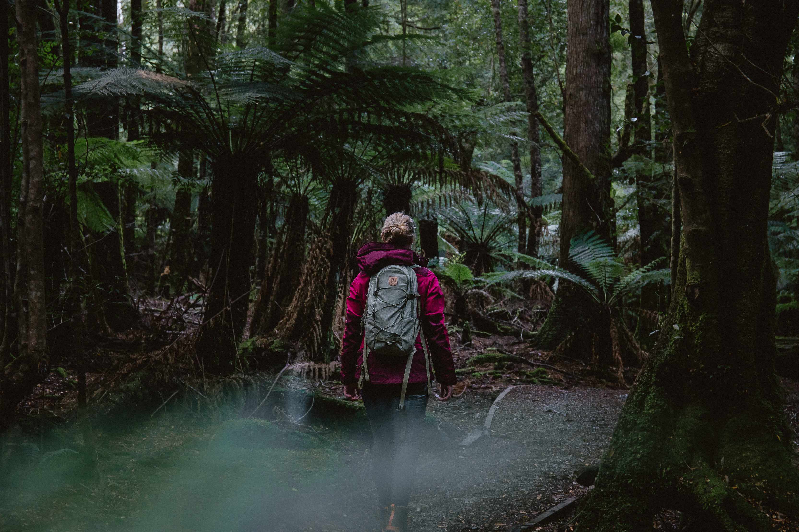Person walking through the Trowutta Arch Rainforest Walk, surrounded by giant ferns.