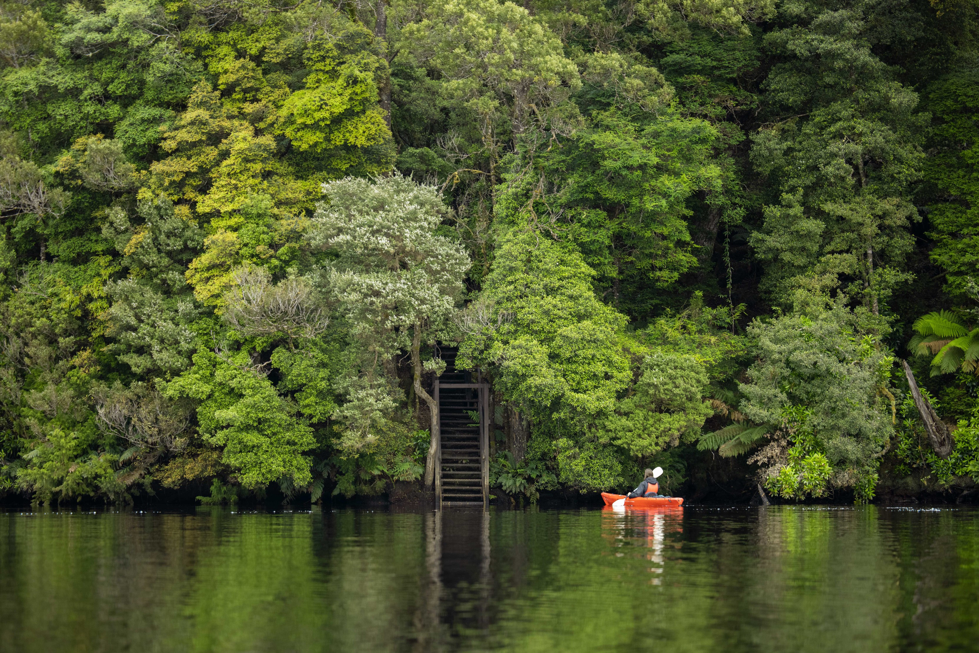Stunning image of a kayaker on the Pieman River, paddling along side dense, lush green forest.
