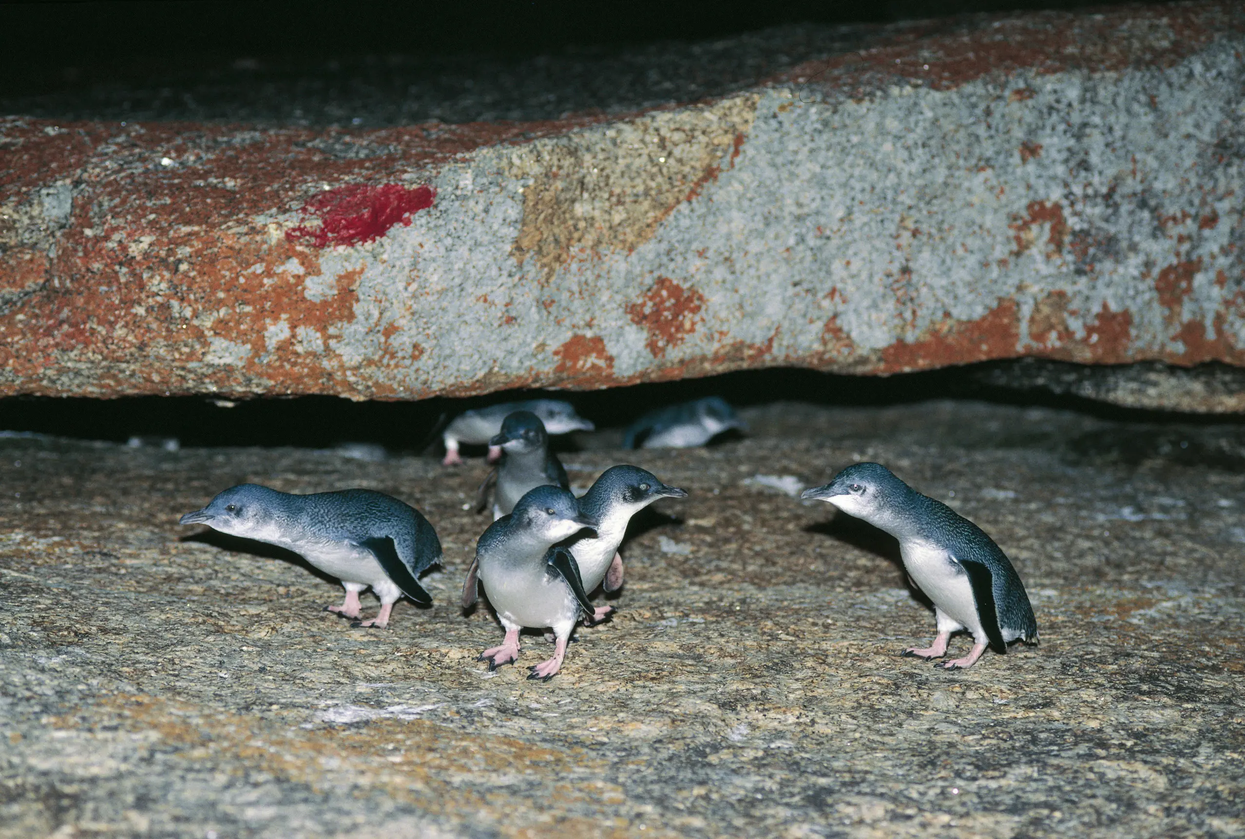 A group of Little Penguins hanging out in the night.