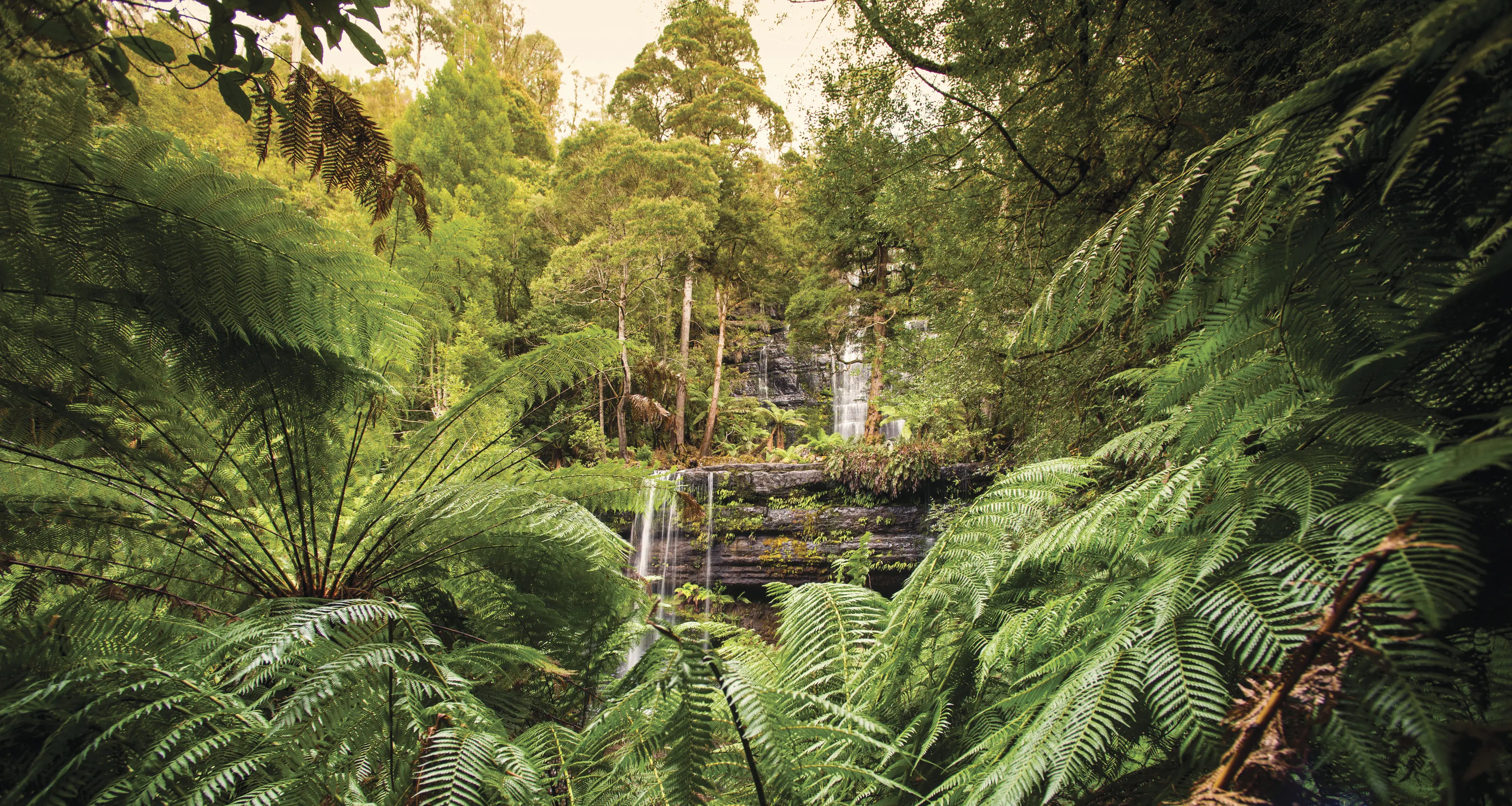 Russell Falls waterfall covered in bright greenery in Mt Field National Park.